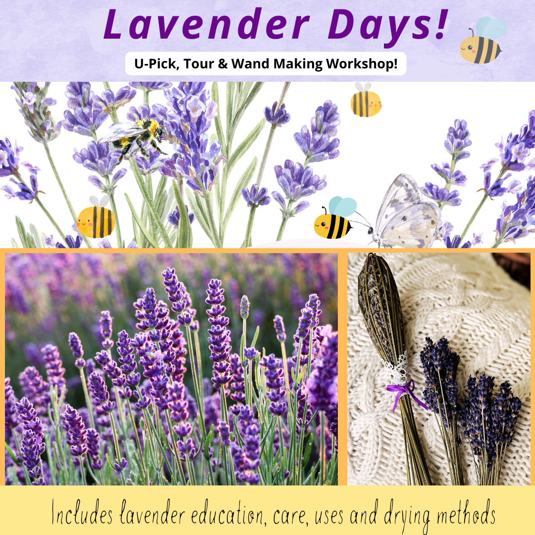 Lavender Days     Sunday, July 5, 11a.m.