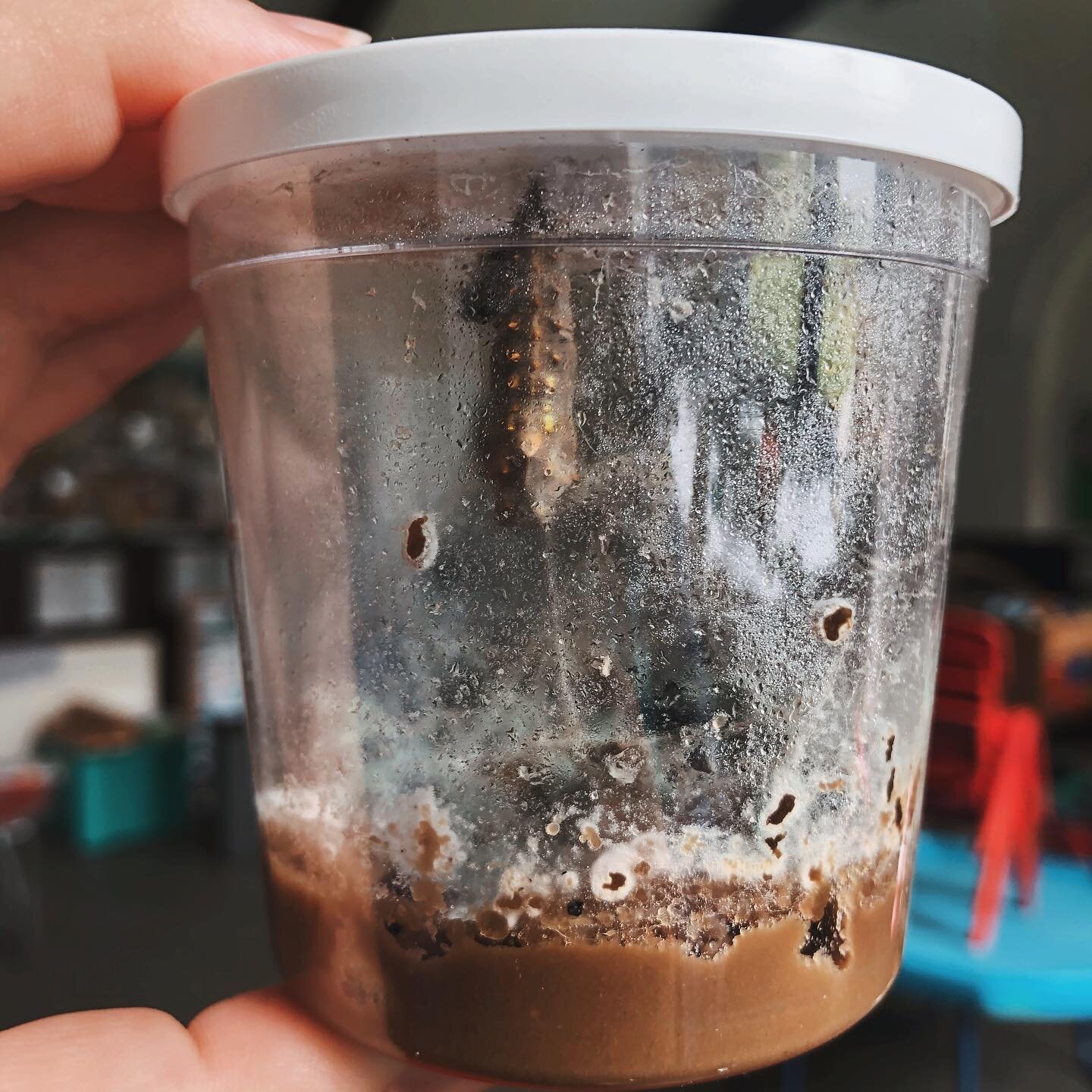 Caterpillar updates! What could we name the first butterfly? 🦋 

We have been learning about life cycles of plants, humans and even animals just before half term. One of our mini projects was that we got our very own caterpillars to see their life c
