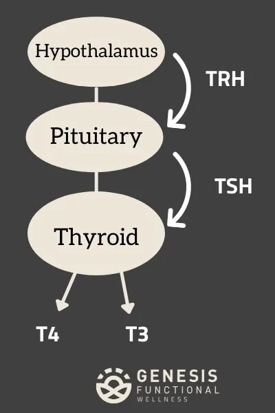 9 Thyroid Test You Need to Know if Your Thyroid is Healthy — Genesis ...
