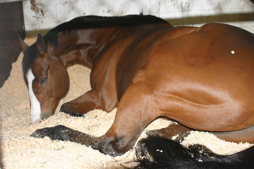 clean-stall- bedding.gif