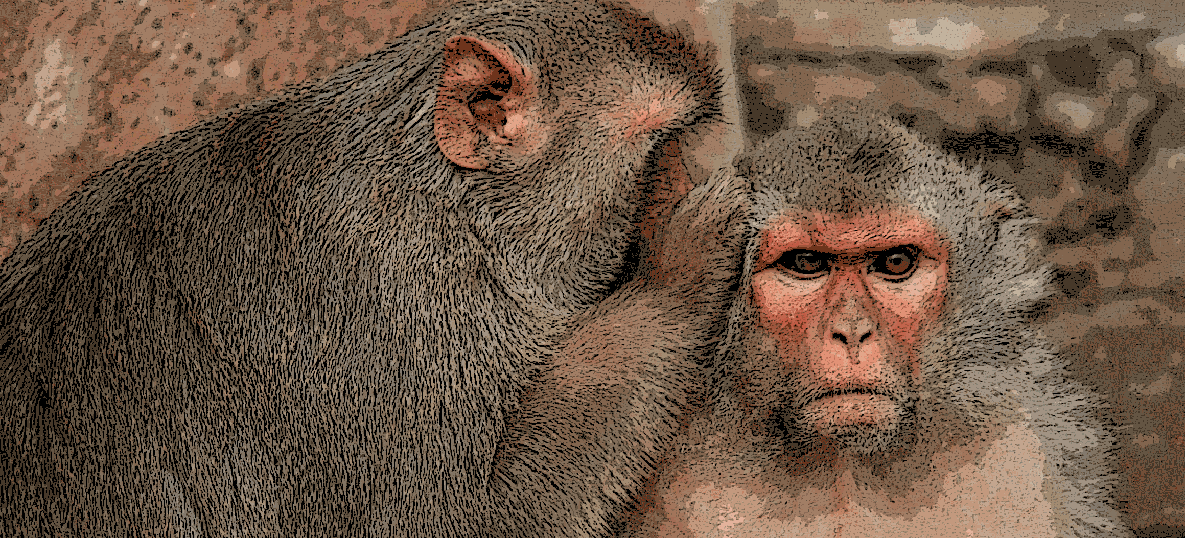 whispering-Monkey.gif