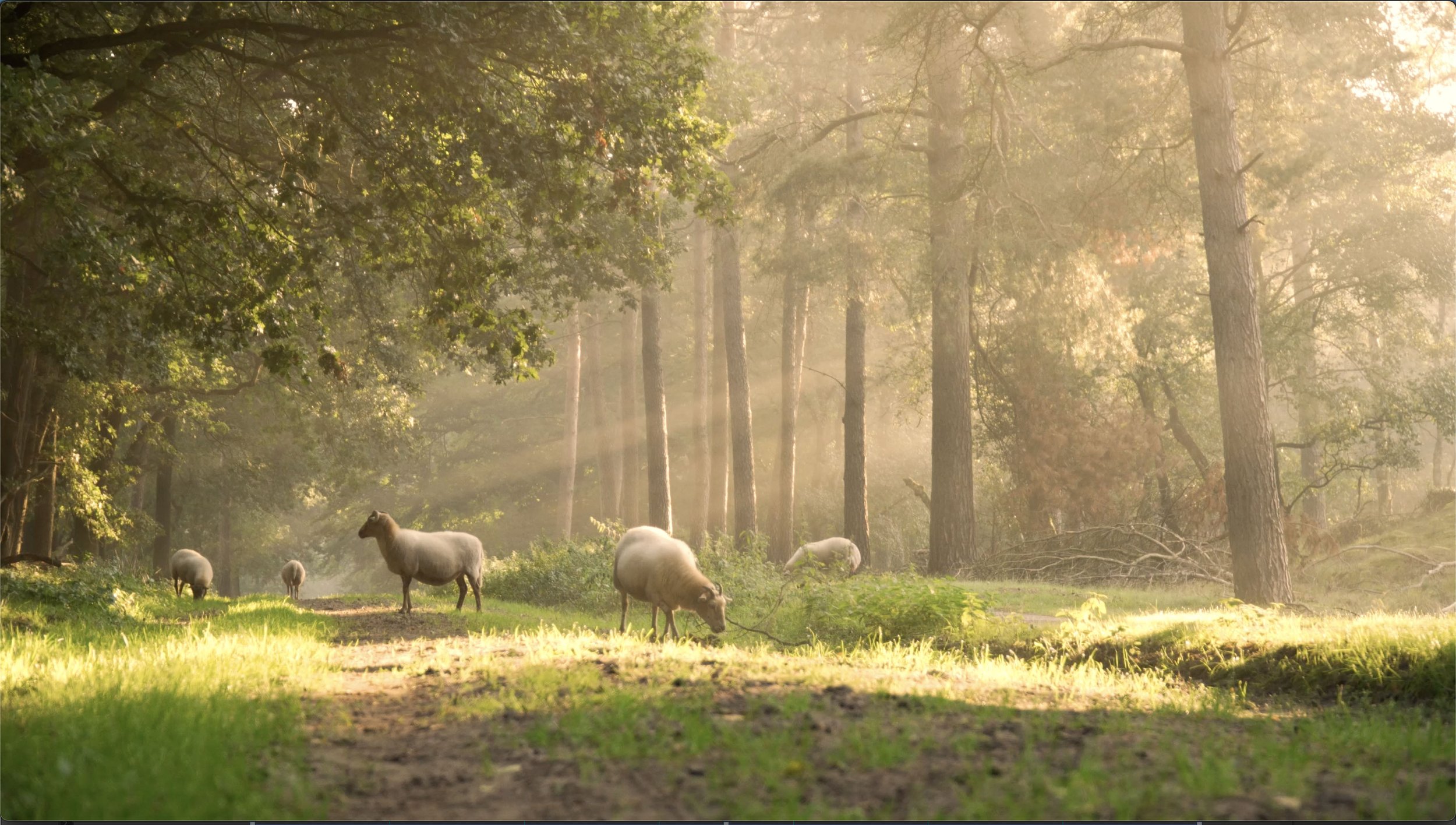 Sheep in the forrest.jpg