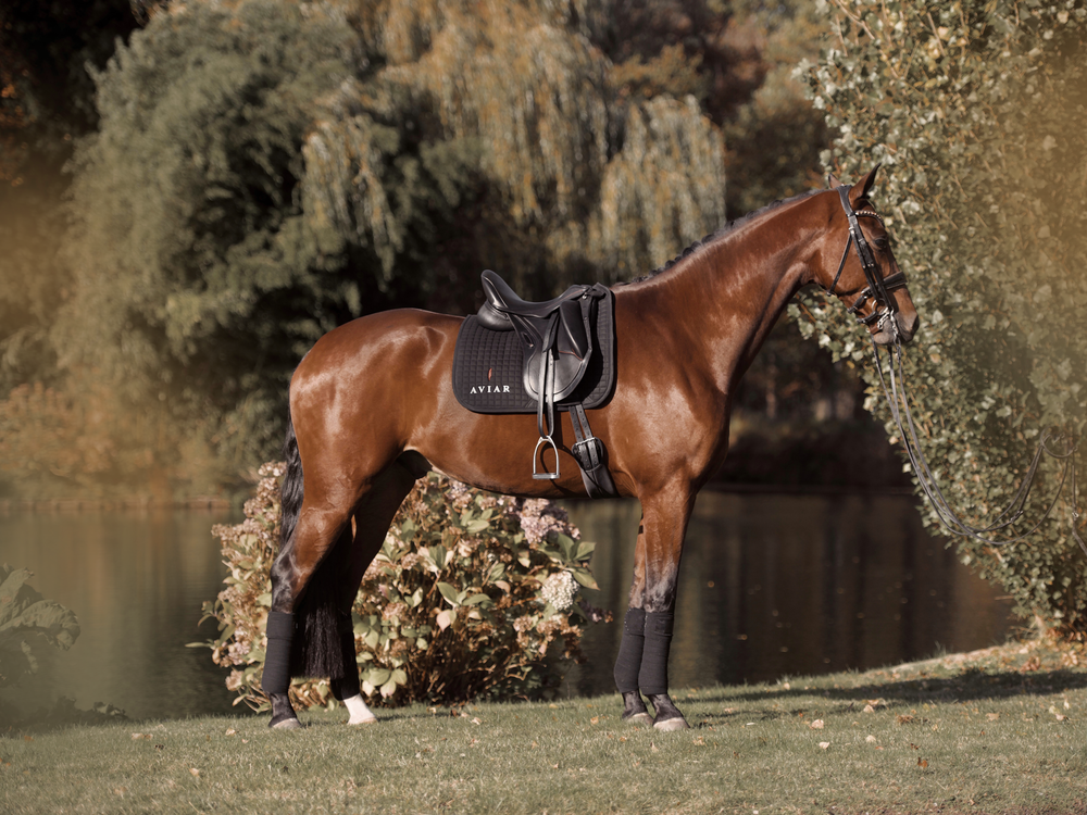 The Rook — Aviar Saddles