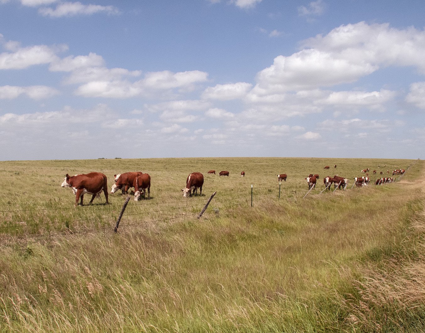 homestead cows.jpg