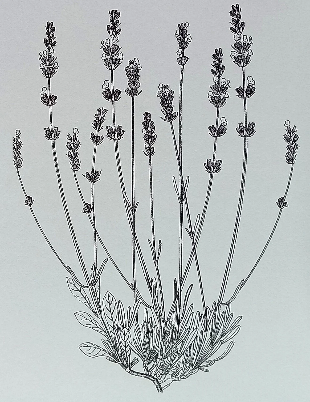 The Little Book of Floriography: The Secret Language of Flowers