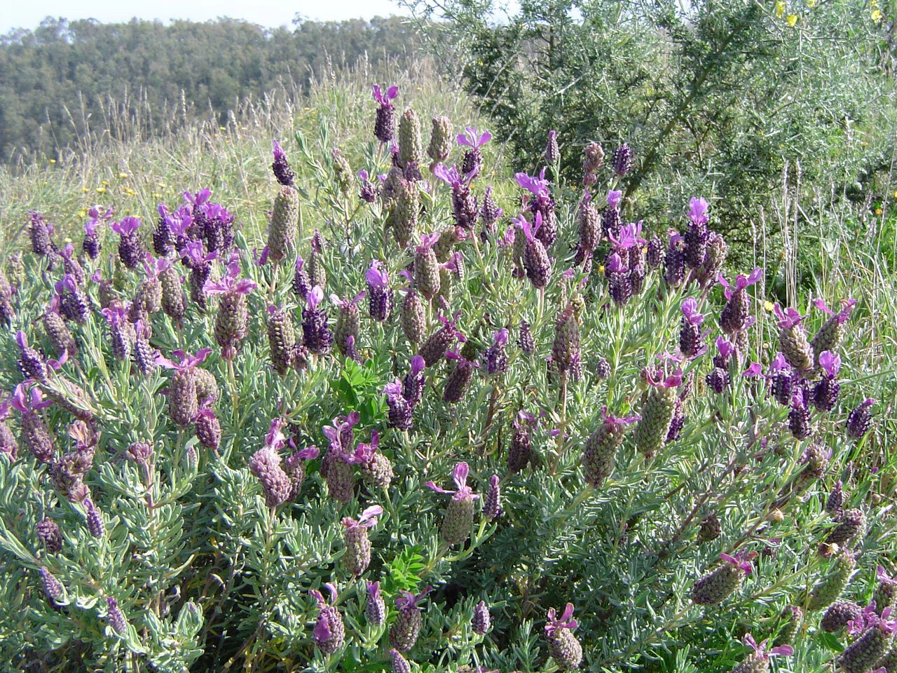 Spanish lavender plant flammability.jpg