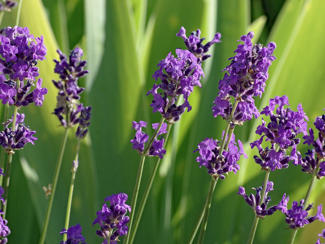 English lavender plant flammability.jpg