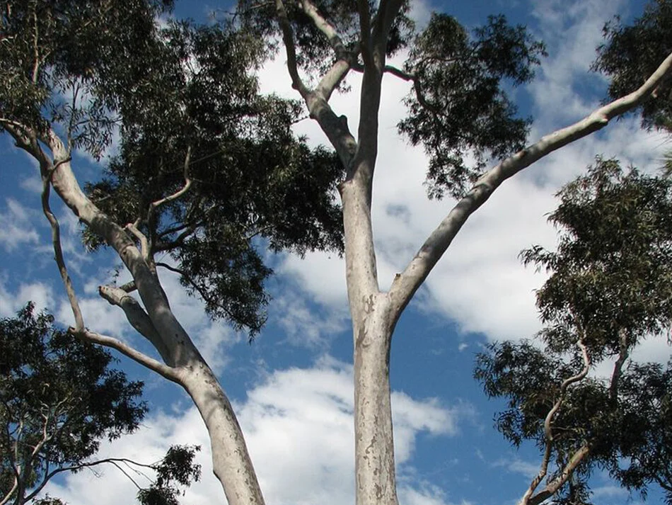 Spotted gum plant flammability.jpg