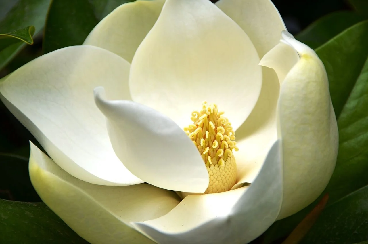 The plants — Safer Gardens Plant Flammability & Planning For Fire