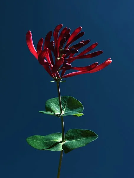 Hans Peter Riegel NIGHT PIECE 471.jpg