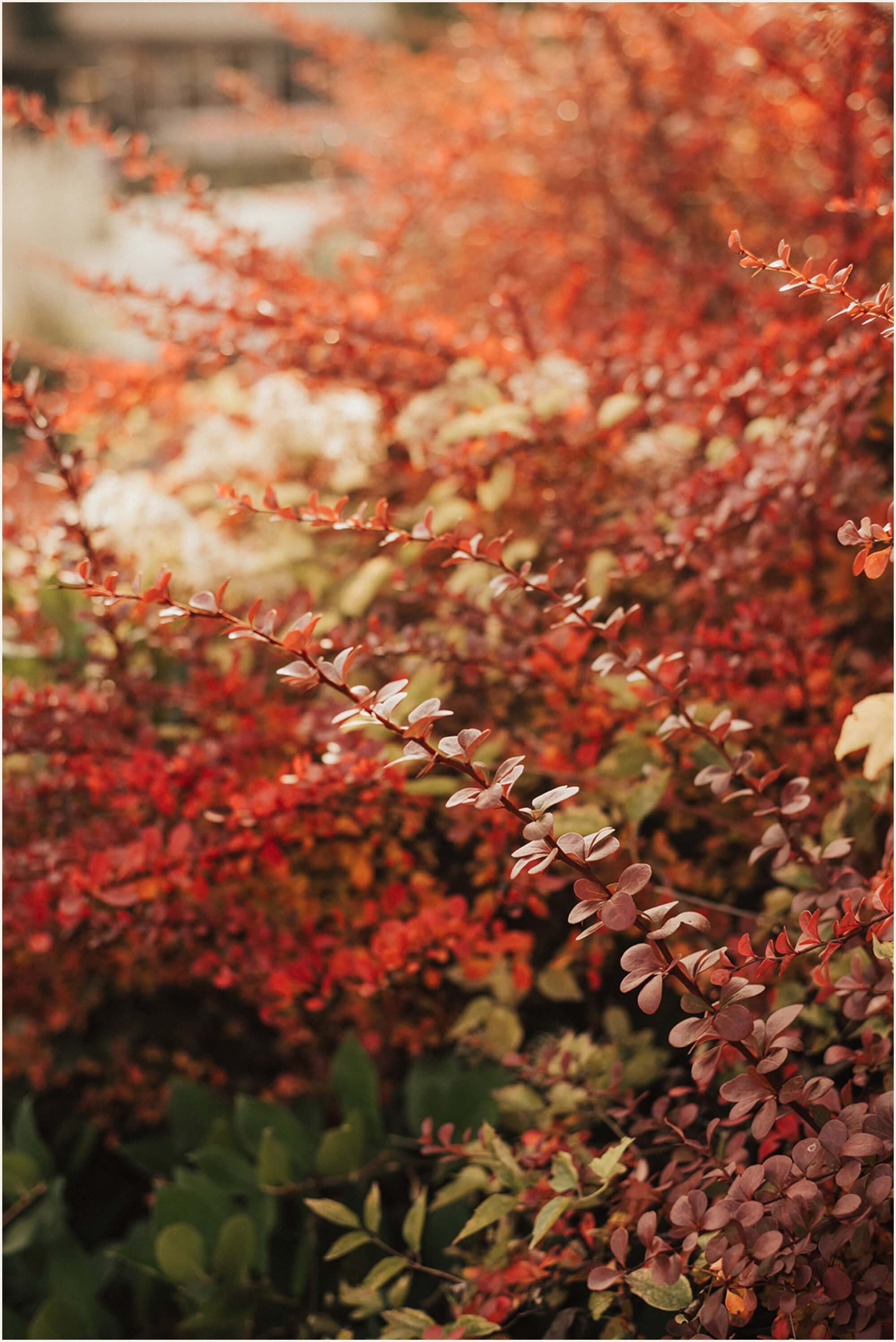 Fall foliage on Bainbridge Island