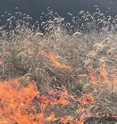 RX Fire Effects Website (content manager, writer)