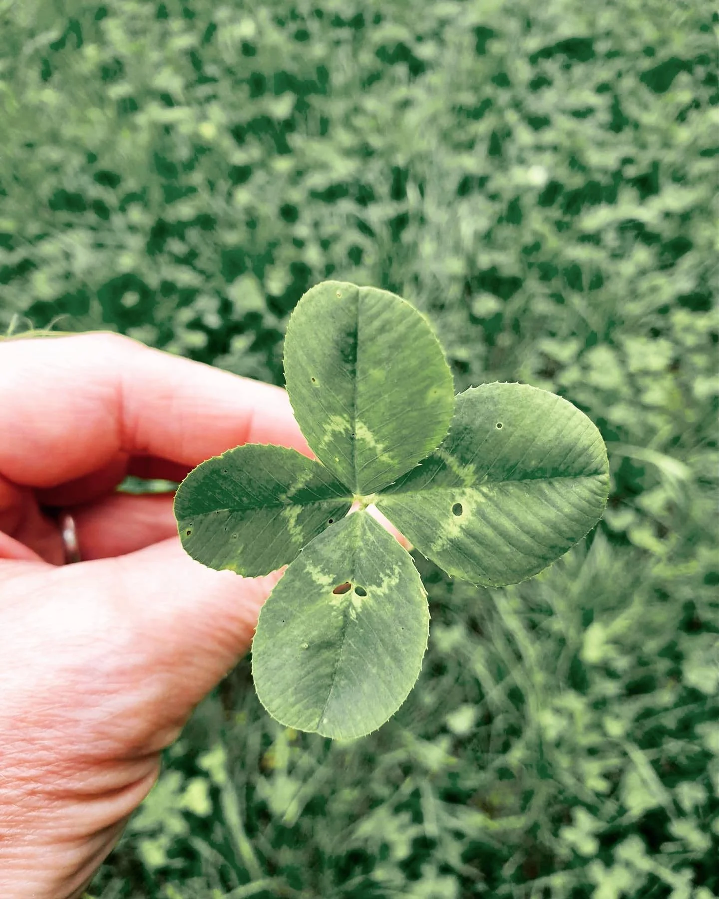 🍀 Lucky in Somerset 🍀

#luckydays #fourleafclover #somerset