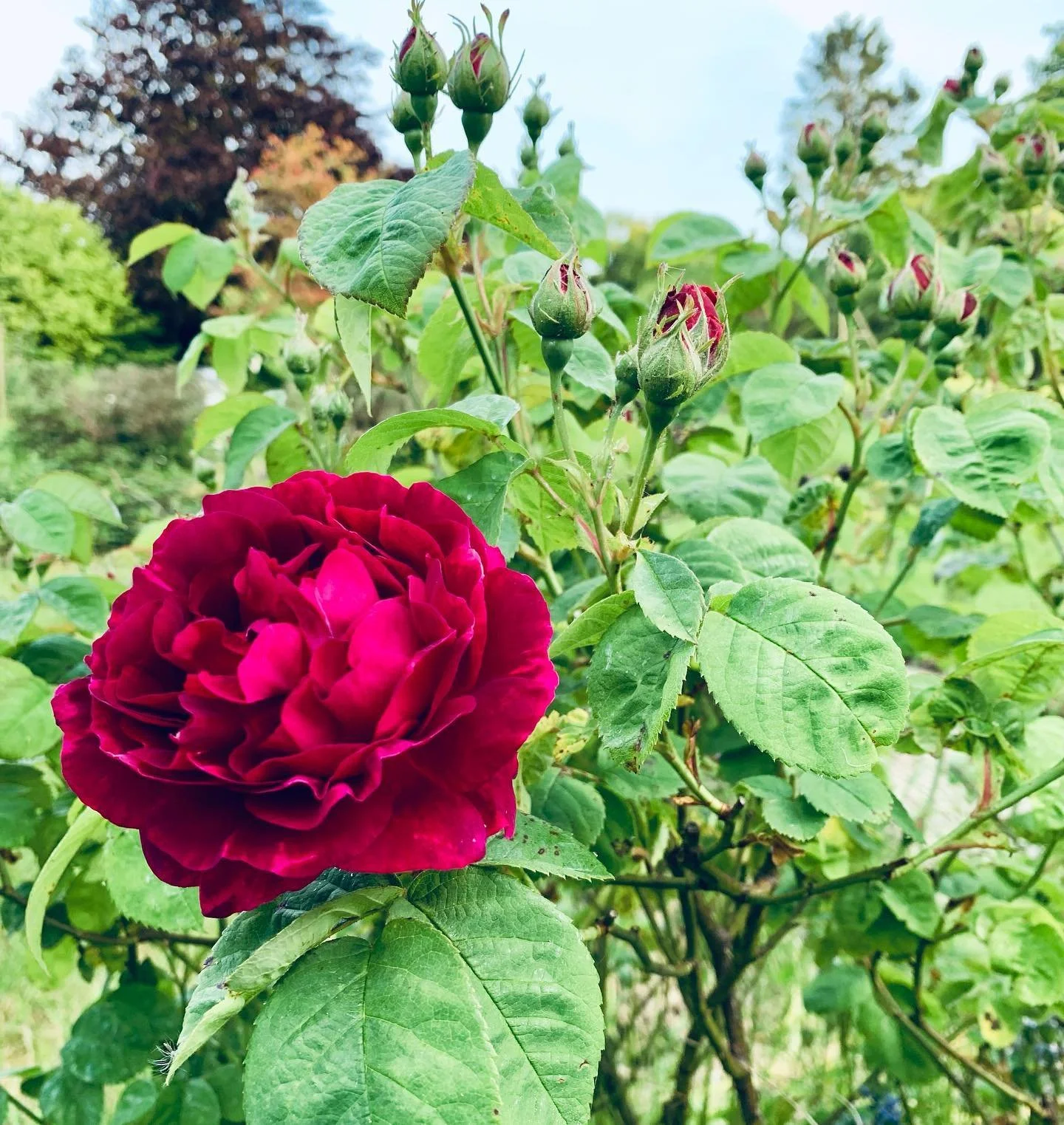 It just wasn&rsquo;t here yesterday!
#rose #garden #environment #change #aromatherapy #scentyourspace