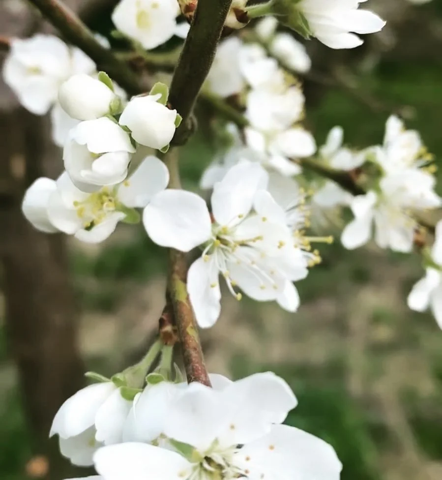 Clinging on in these weird weather days &hellip; snow blossom 

#april #gardeninspiration #blossomwatch #randomthatchstyle