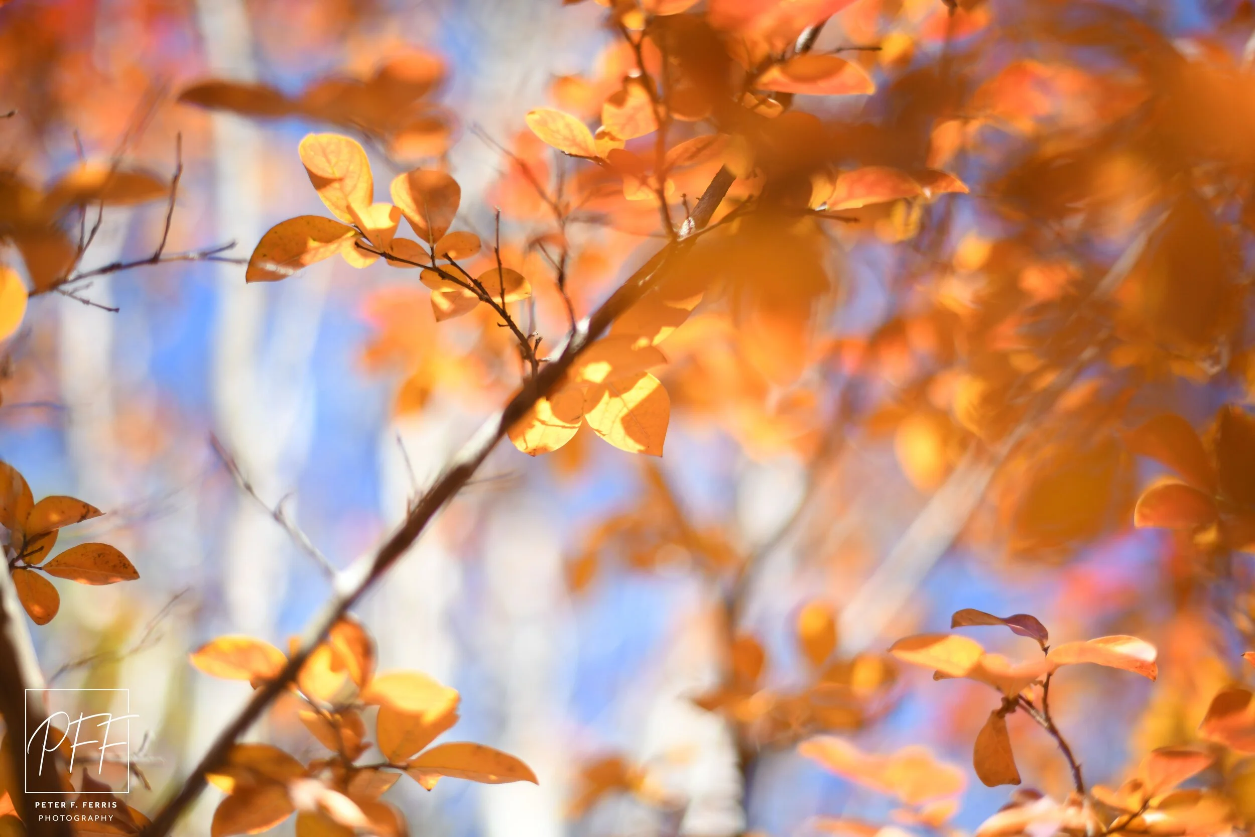 Nature and Other Wonders