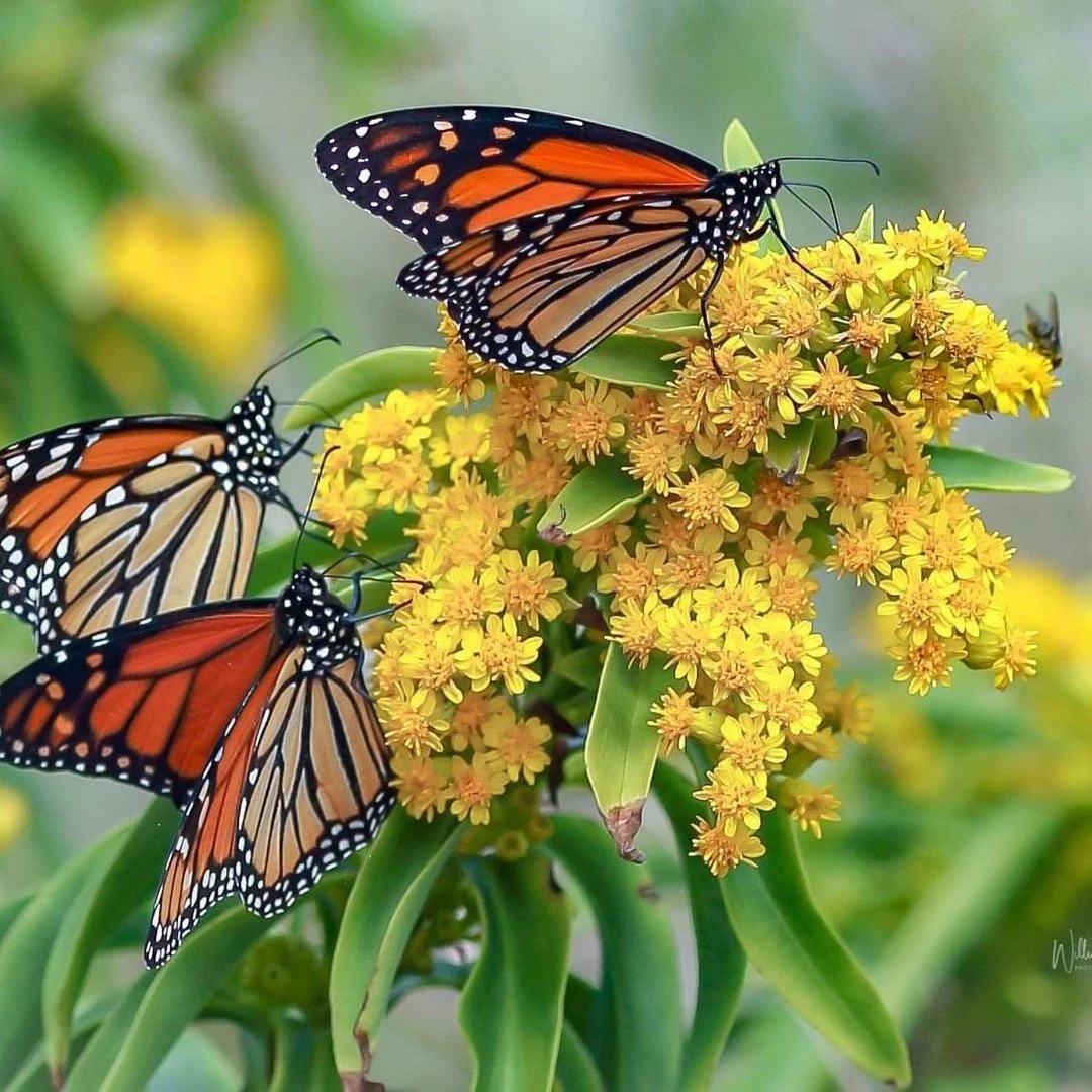 Are workplaces just a place to work, or are they something more? In my latest blog post, I explore the idea of a workplace as an employee community. I question why we don't consider the place where we spend most of our waking hours a community, despi