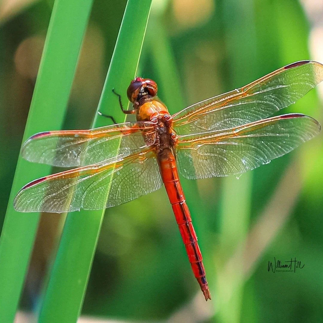 I'm excited to share my latest blog post with you! In &quot;What is the Breadcrumb Trail?&quot;, I delve into the little clues that have been strategically placed on my path and how they have helped me navigate my life.

By following my breadcrumbs, 