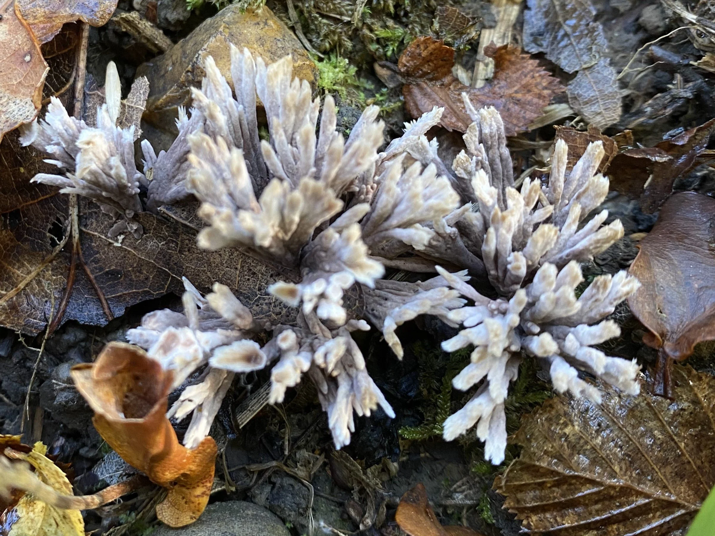 Thelephora anthocephala (1).JPG