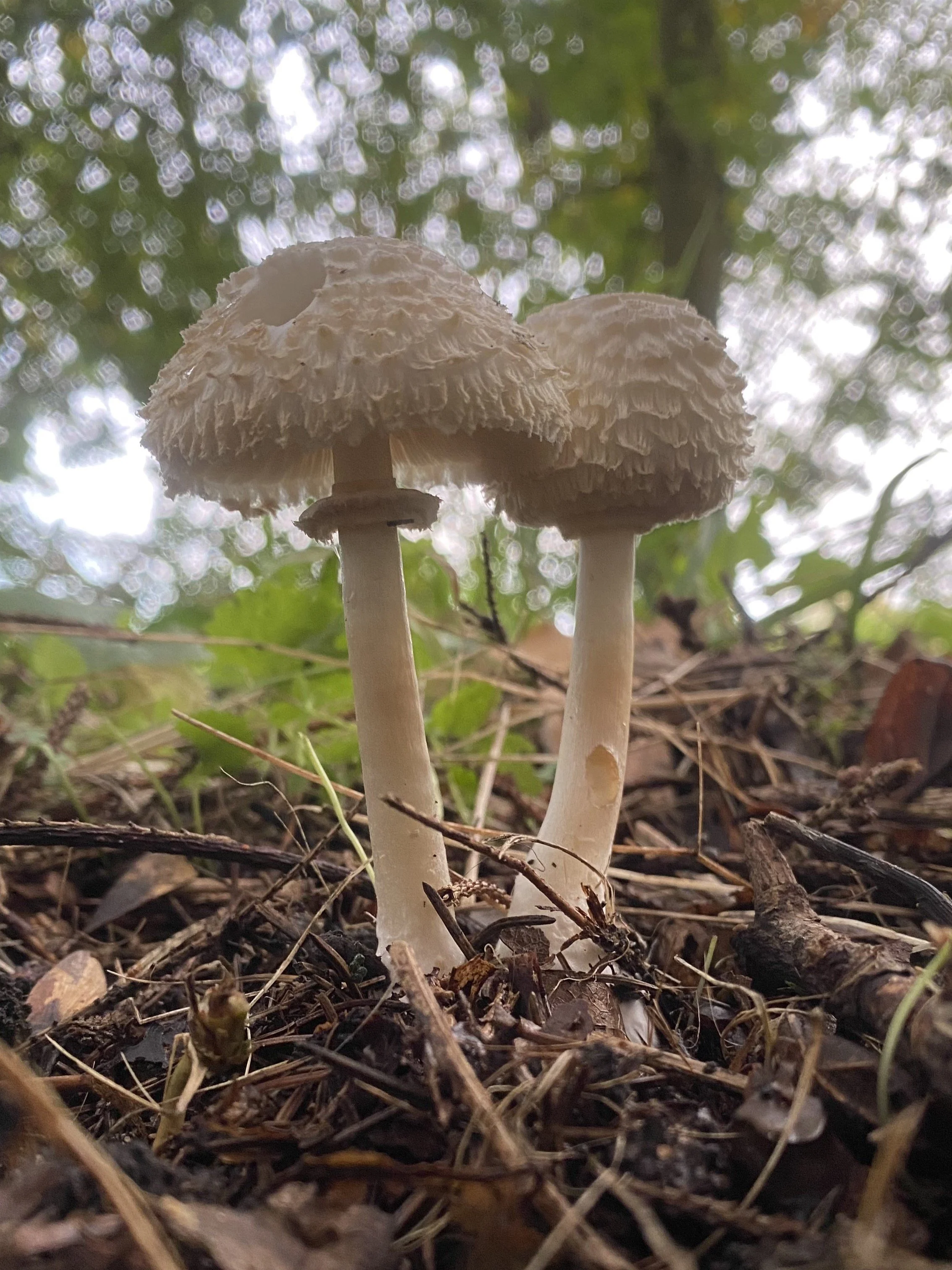 Leucoagaricus nympharum u Norway spruce (3).JPG