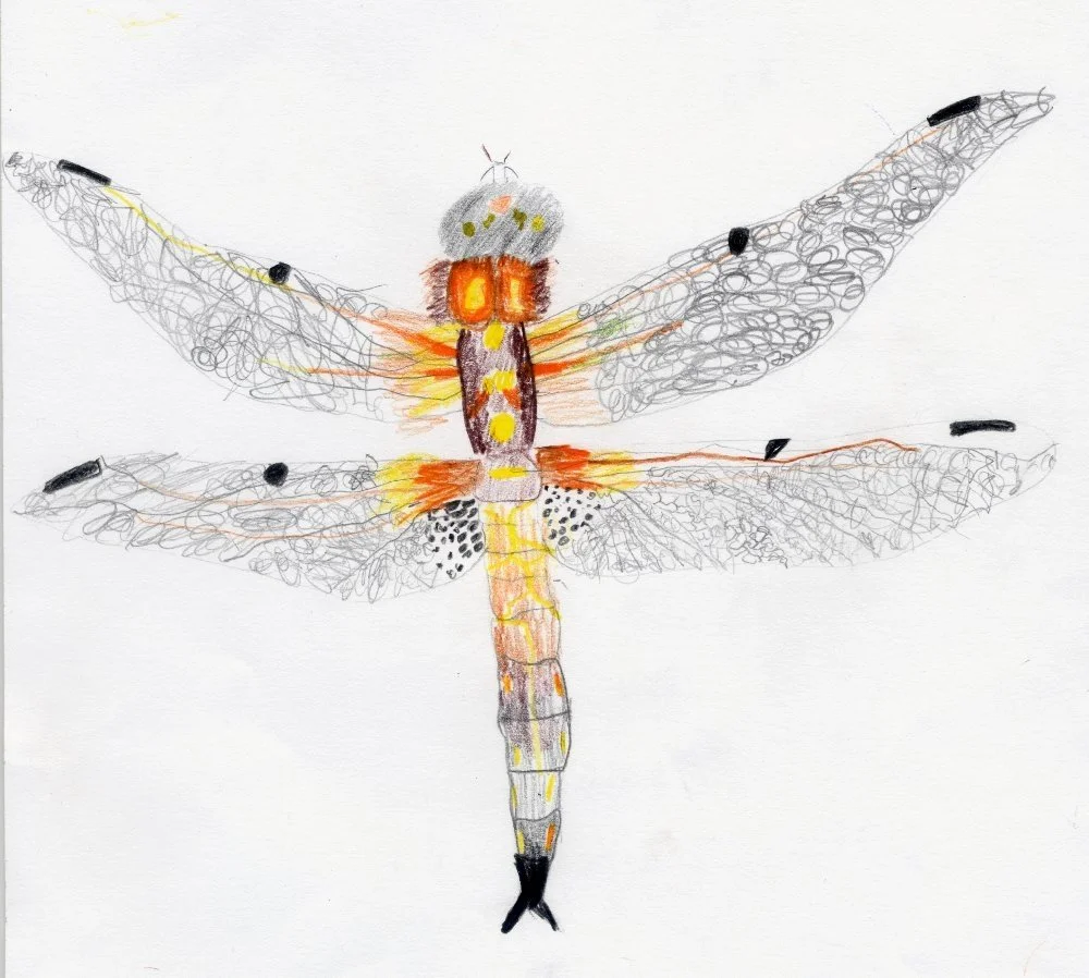 Painting dragonflies