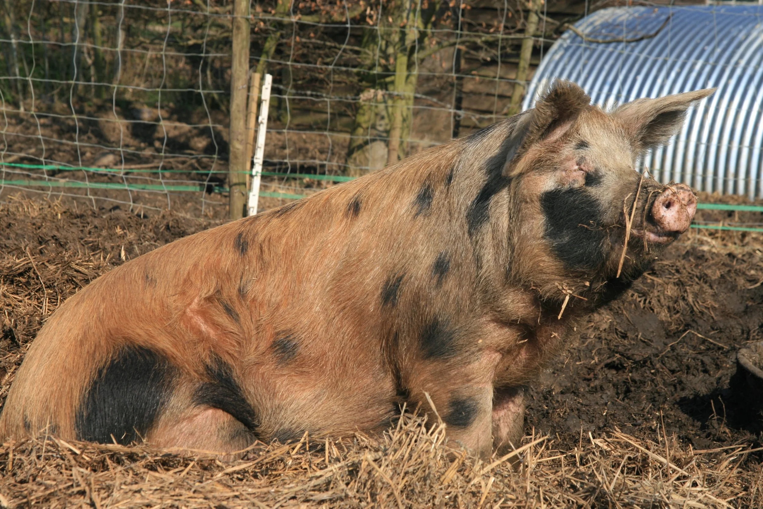 Mrs Kentwell, the Pig Club pig