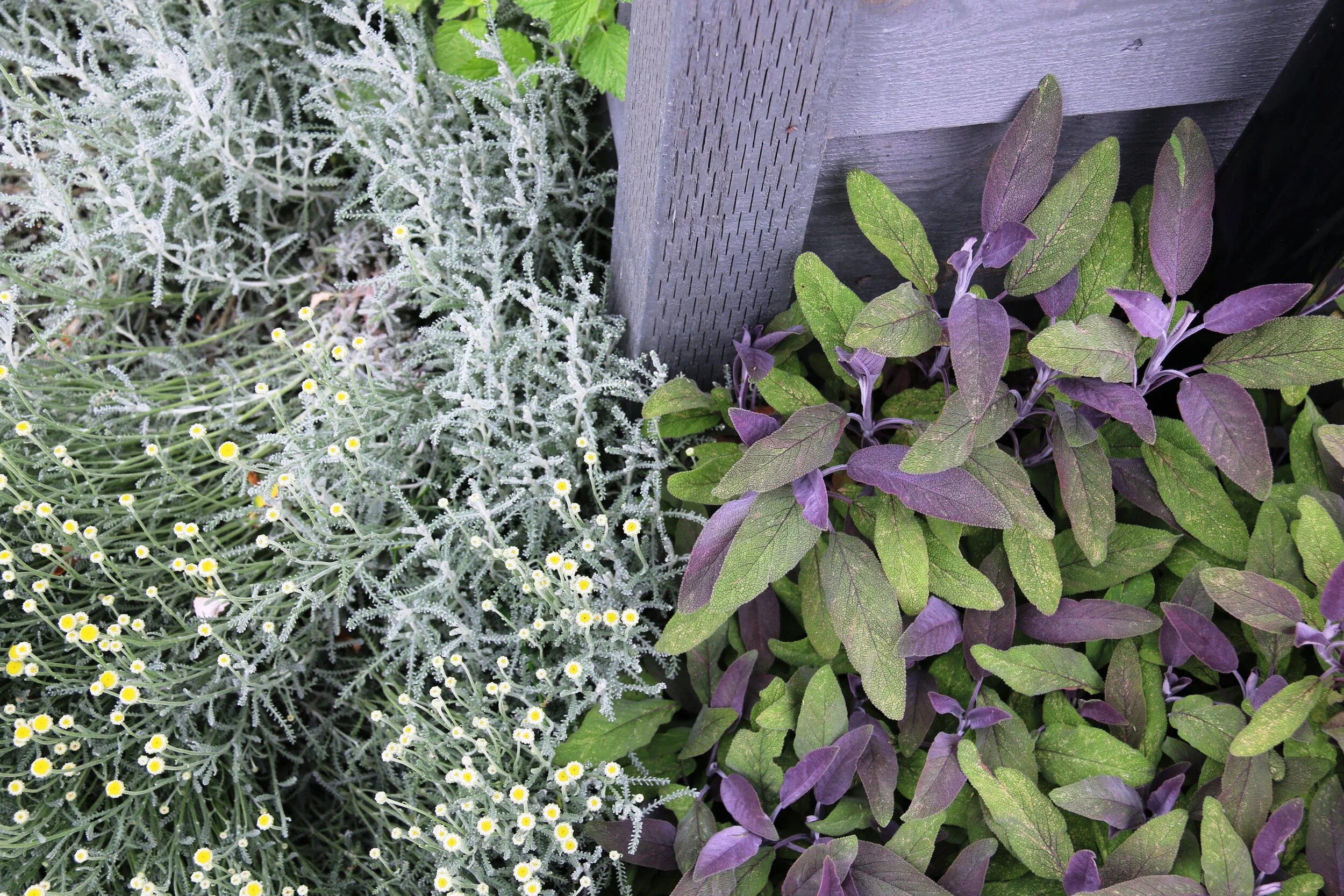 Flowers misc June OBB 2019  (7).JPG