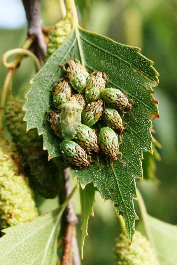 Elasmucha grisea Parent shieldbug with young 16 July 2011 (6).JPG