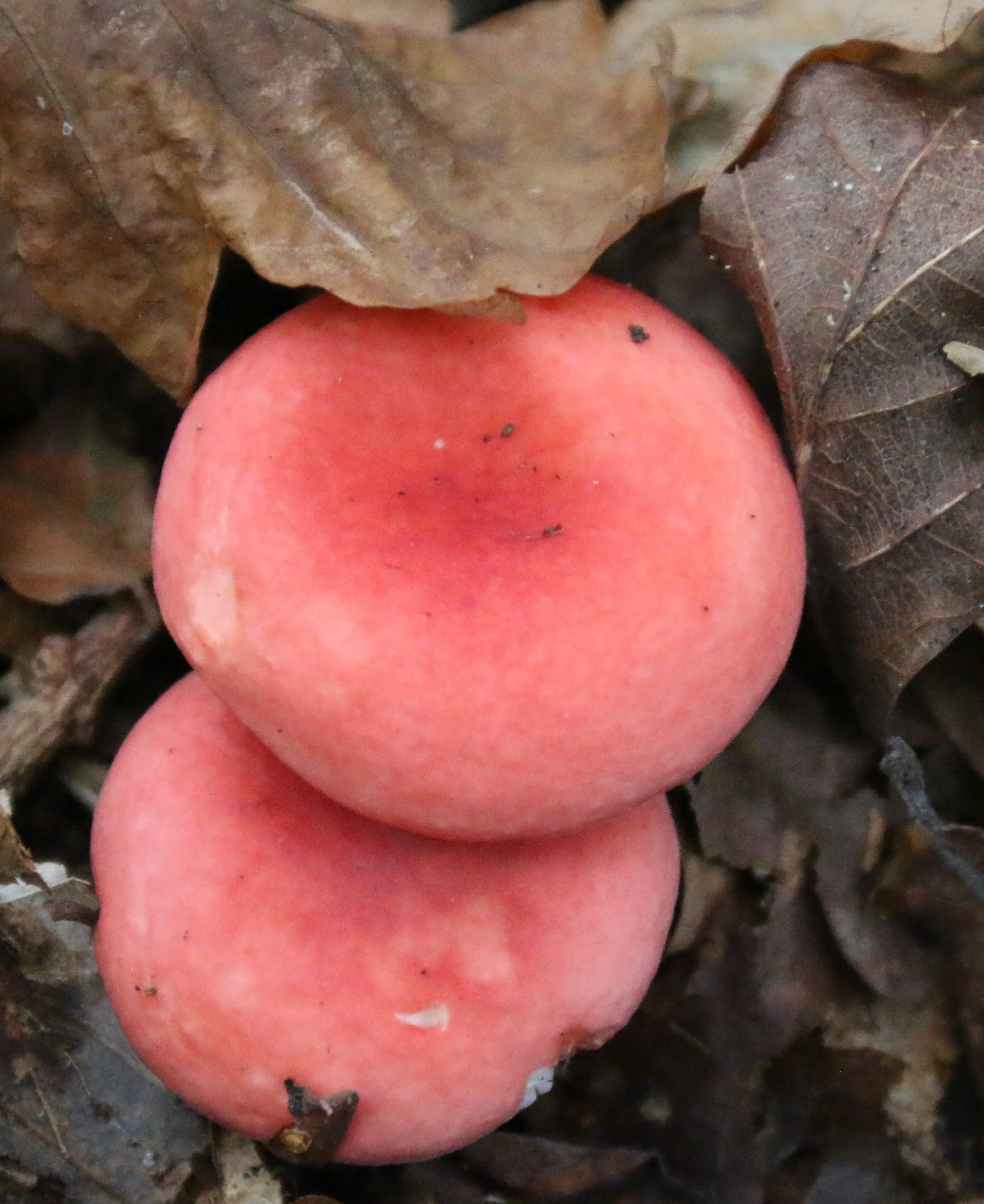 Russula nobilis Beechwood sickener Culverley NF 1-11-16.JPG