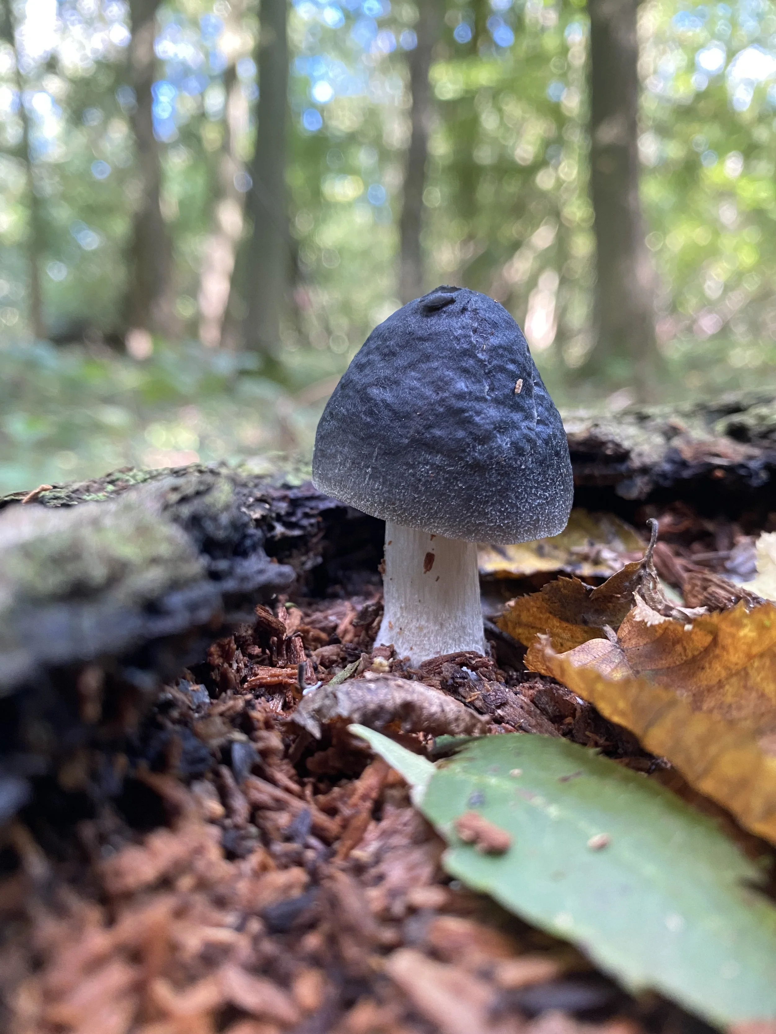 Pluteus salicinus Willow shield  (5).JPG