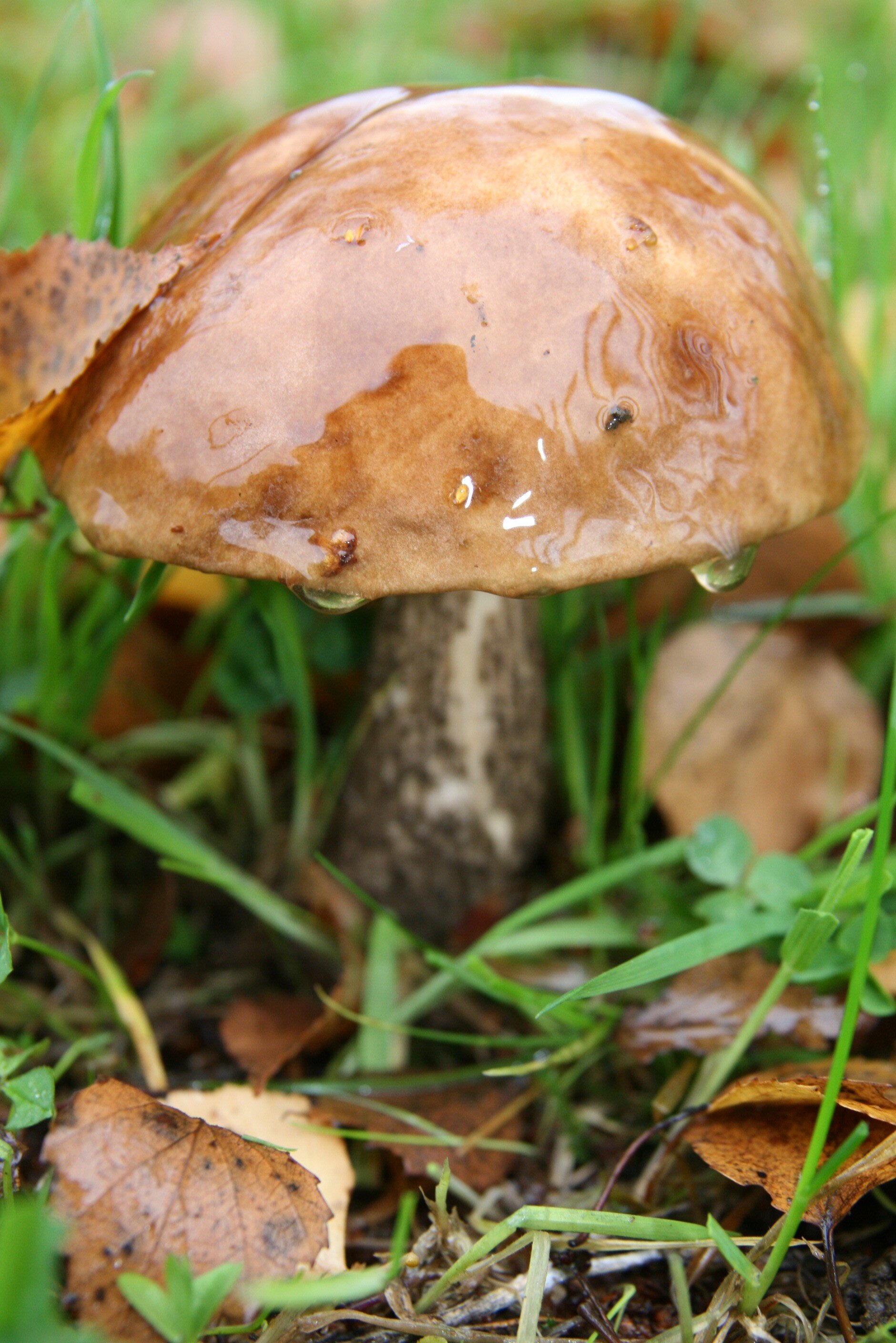 Leccinium scabrum Brown birch bolete 2.JPG