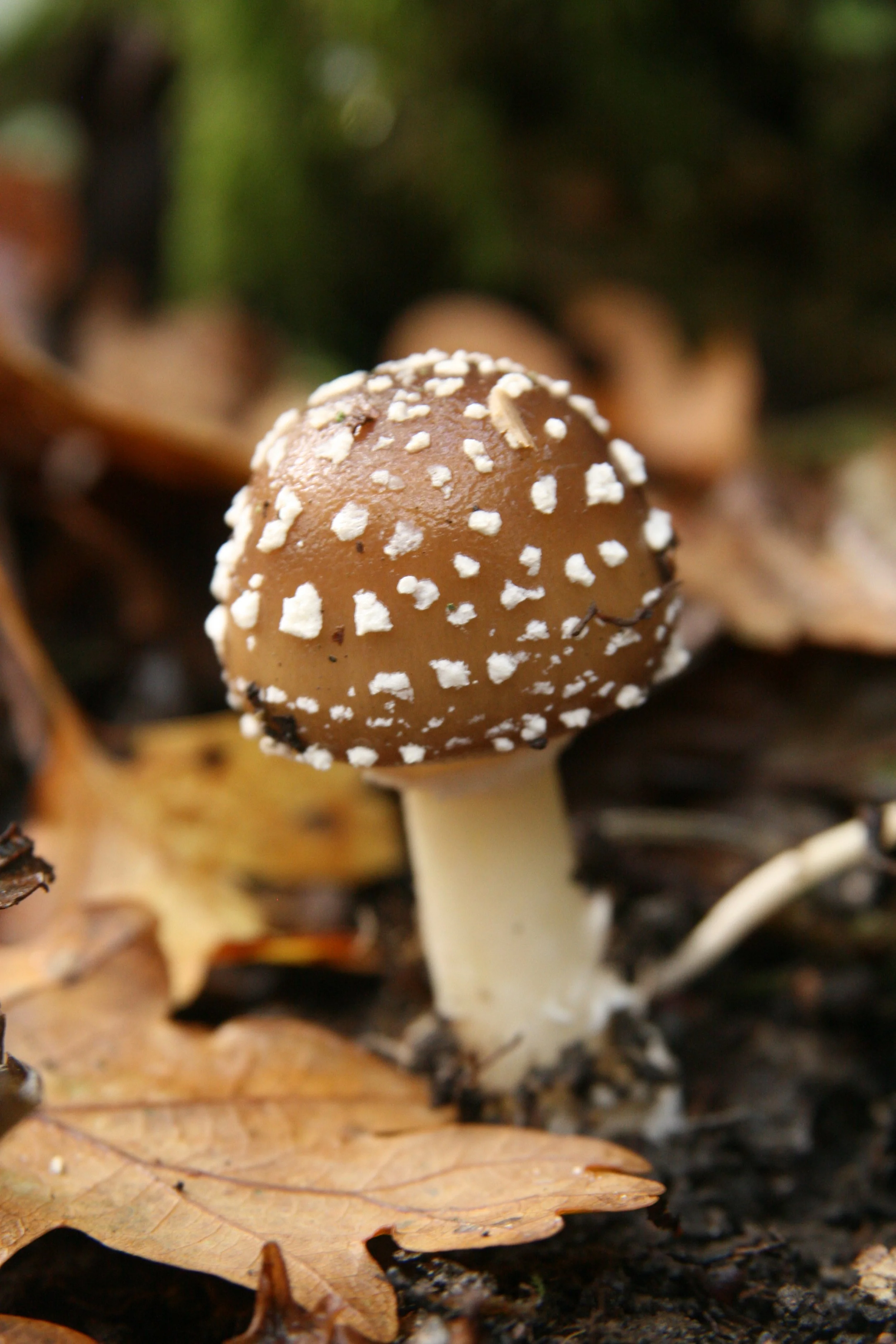 Amanita pantherina - Panthercap LW 9-11-14 (5).JPG