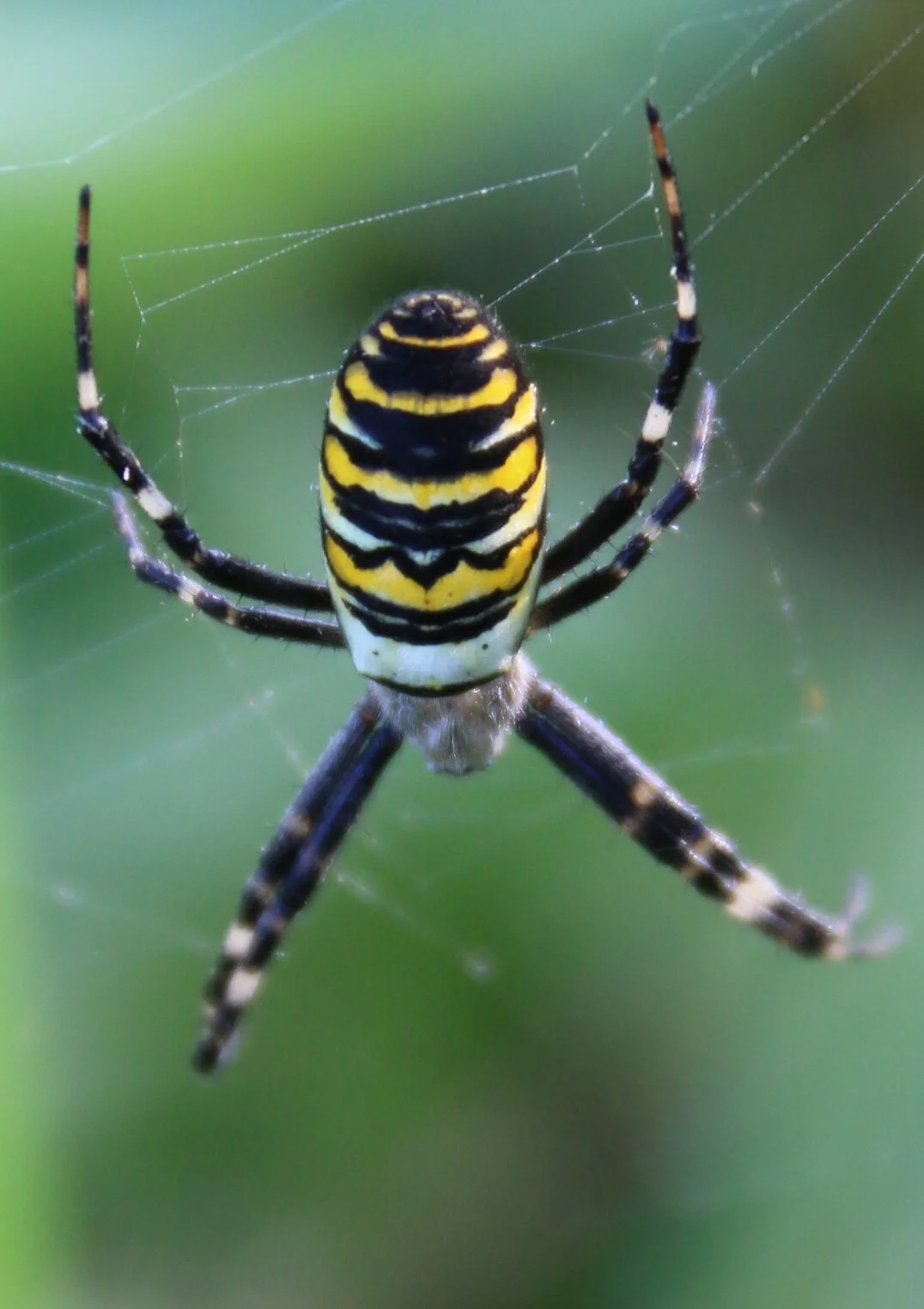 A wasp spider