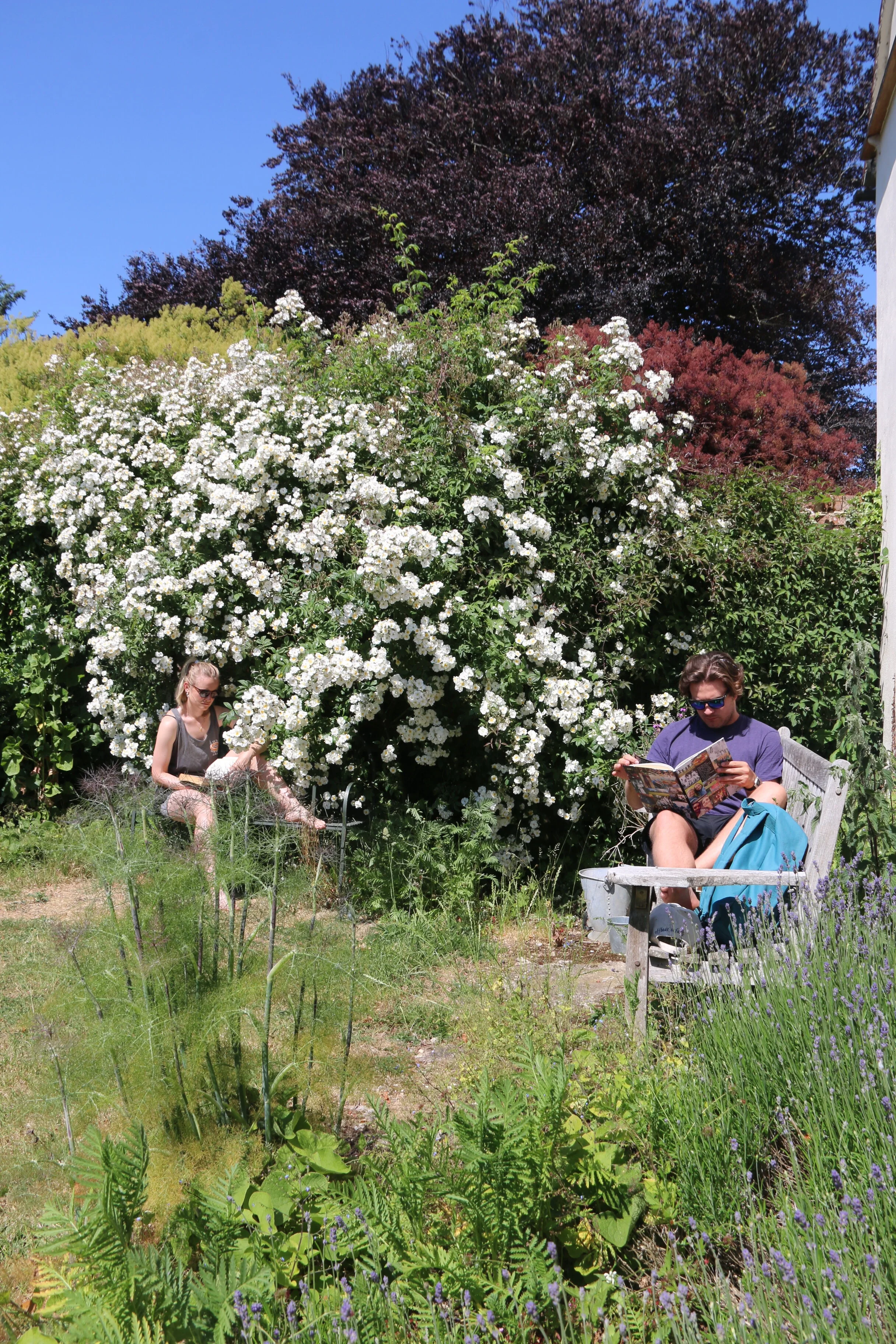 Relax with the roses