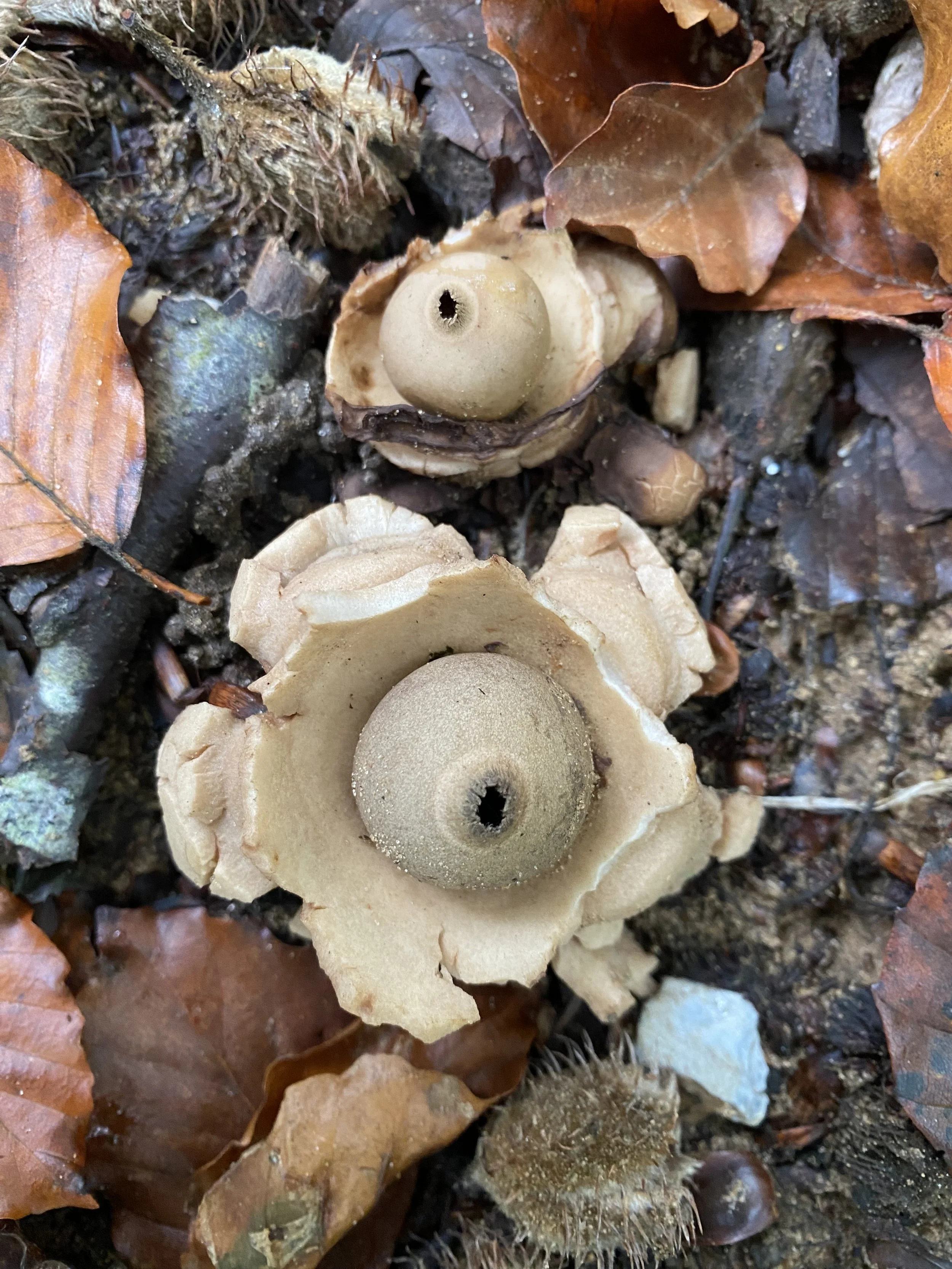 Geastrum michelianum Collared earthstar (1).JPG