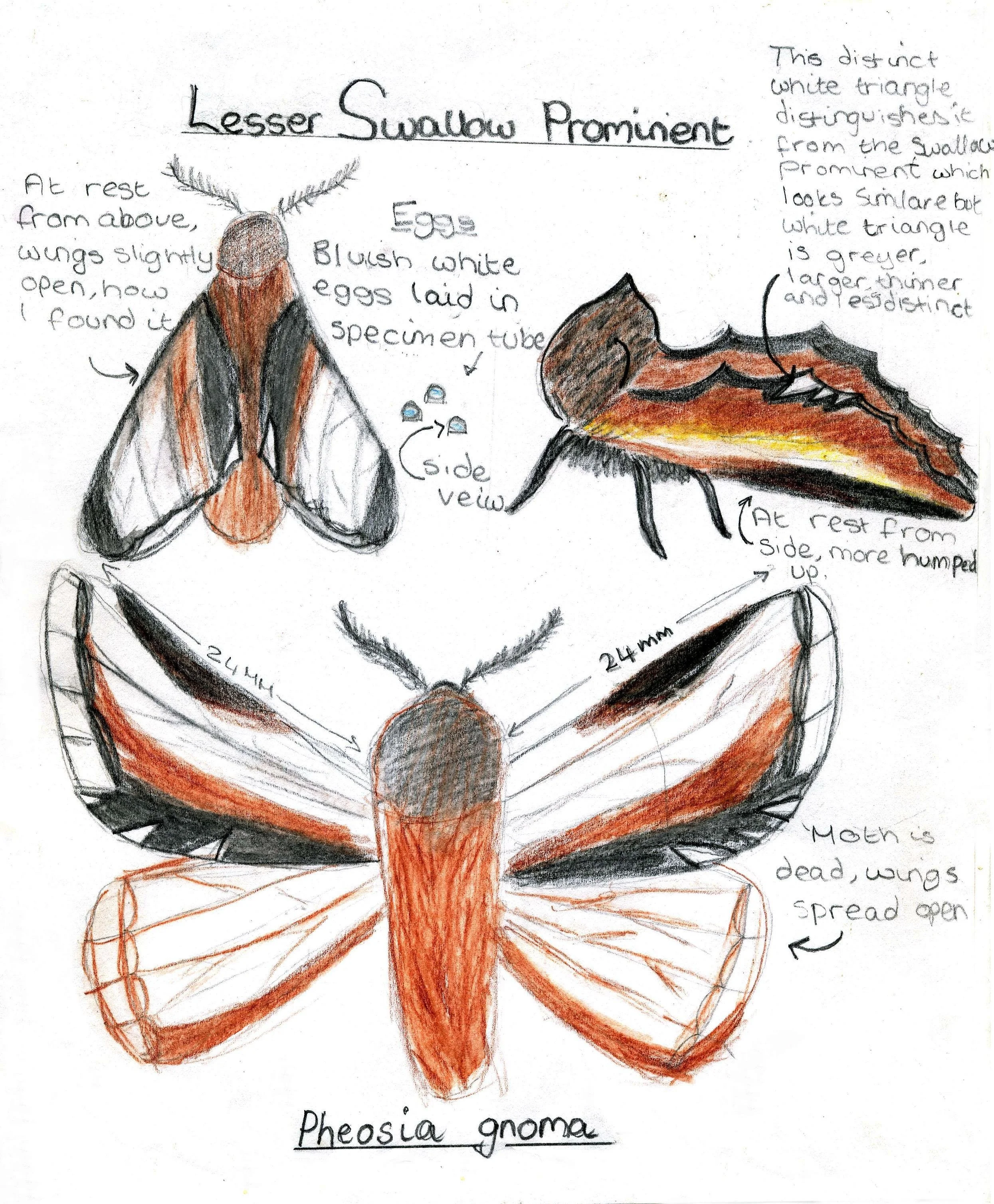 Observational moth painting