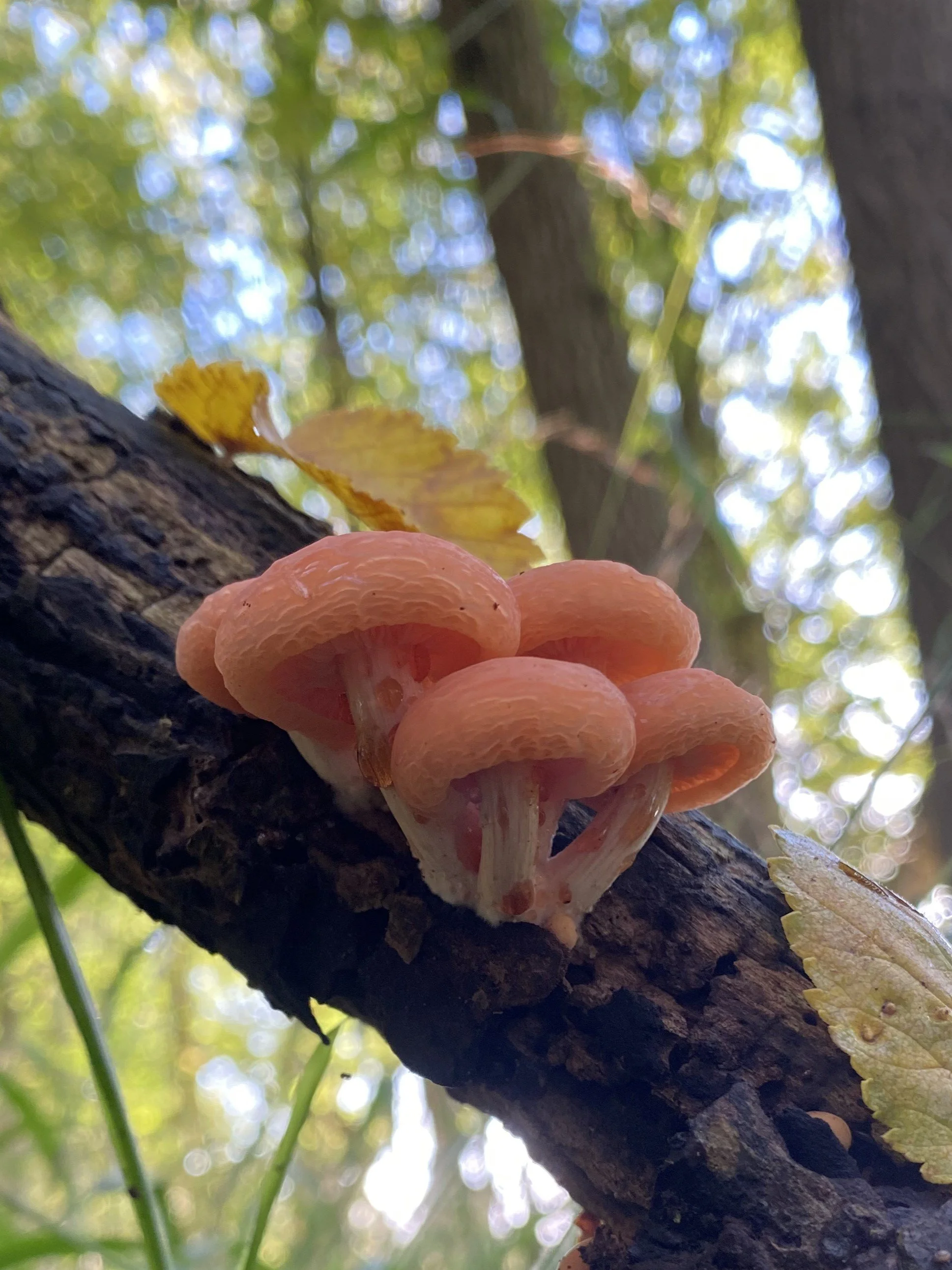 Rhodotus palmatus Wrinkled peach on elm (13).JPG