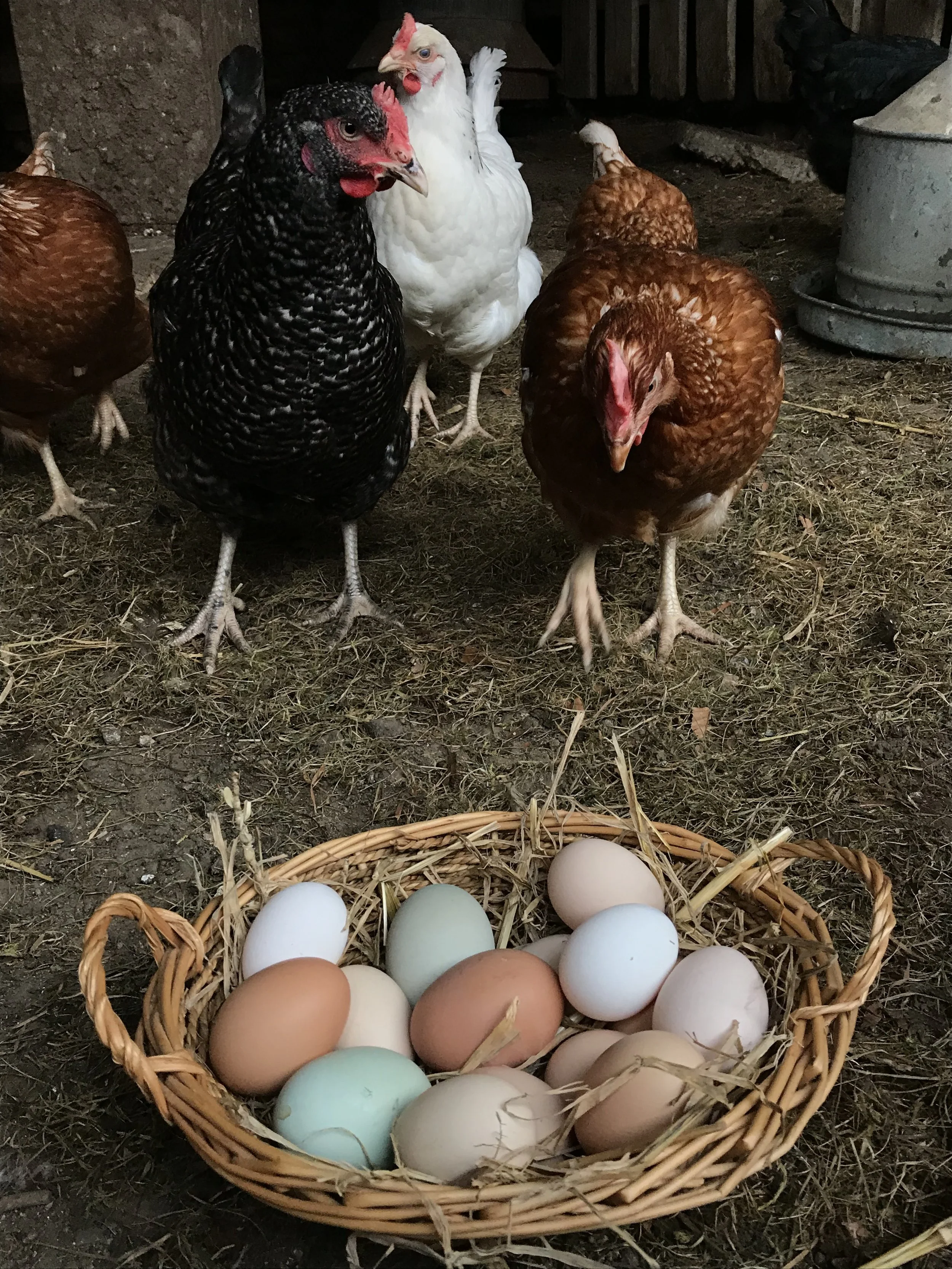 Free-range hens various (1).JPG