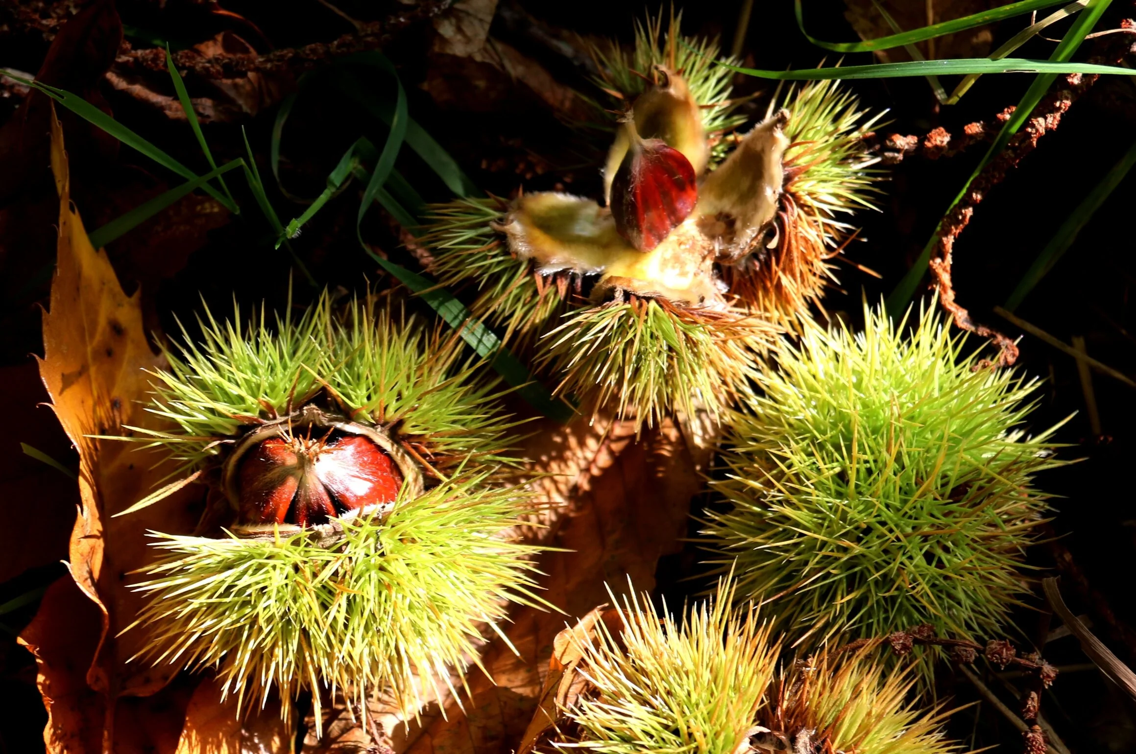 Misc 27 Sept 2017 (38).JPG