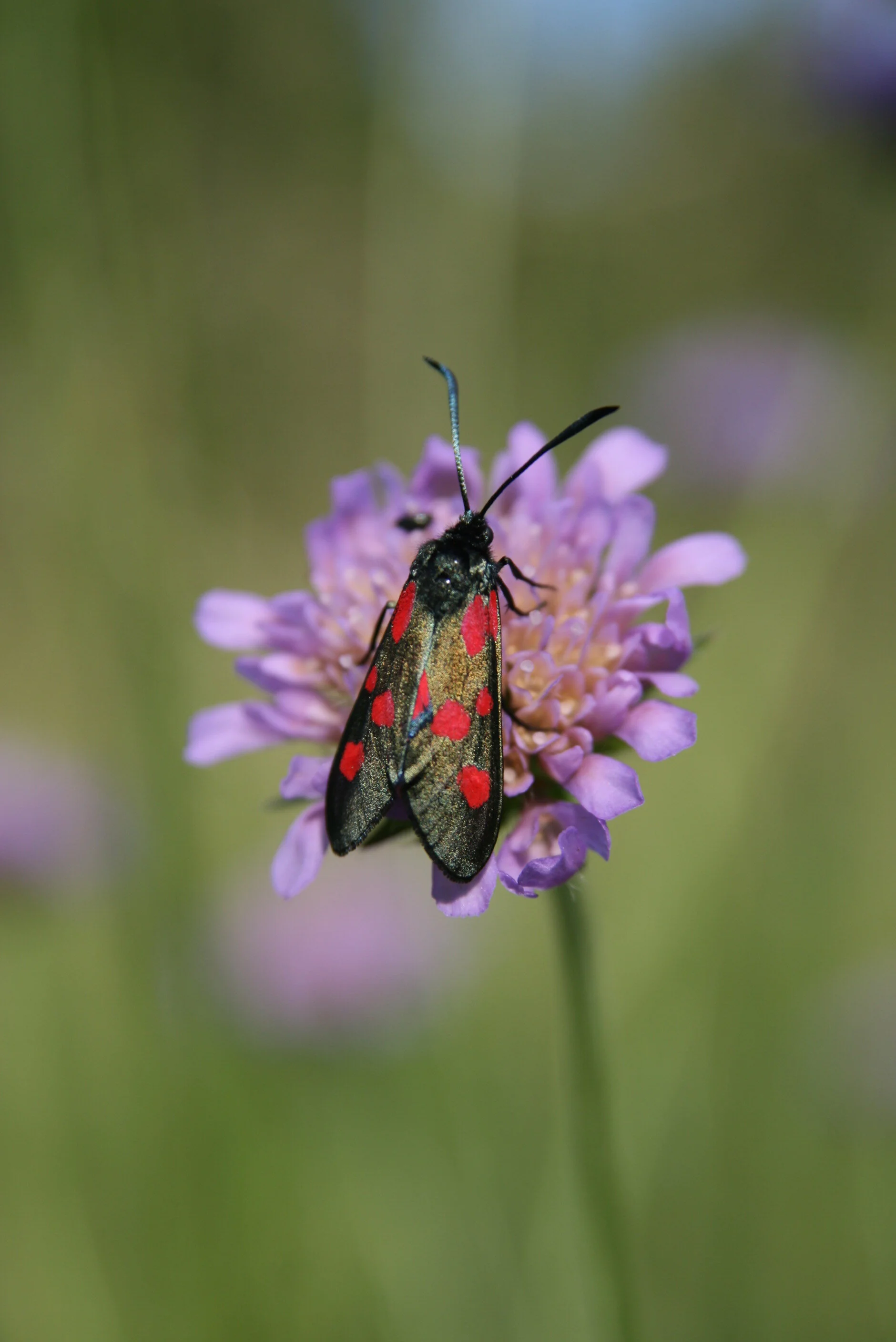 Enjoy the farm wildlife.JPG