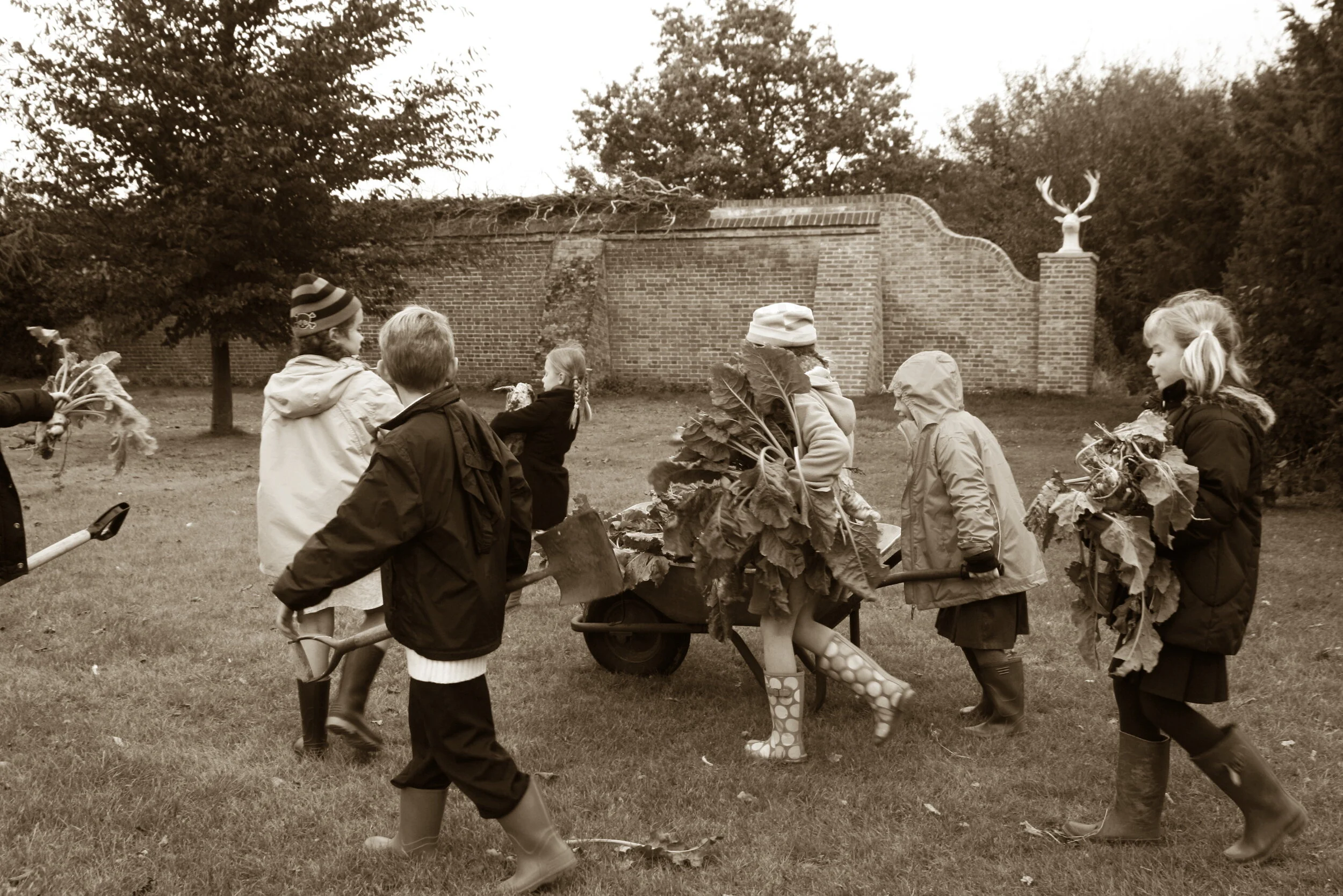 Dig for Victory harvesting