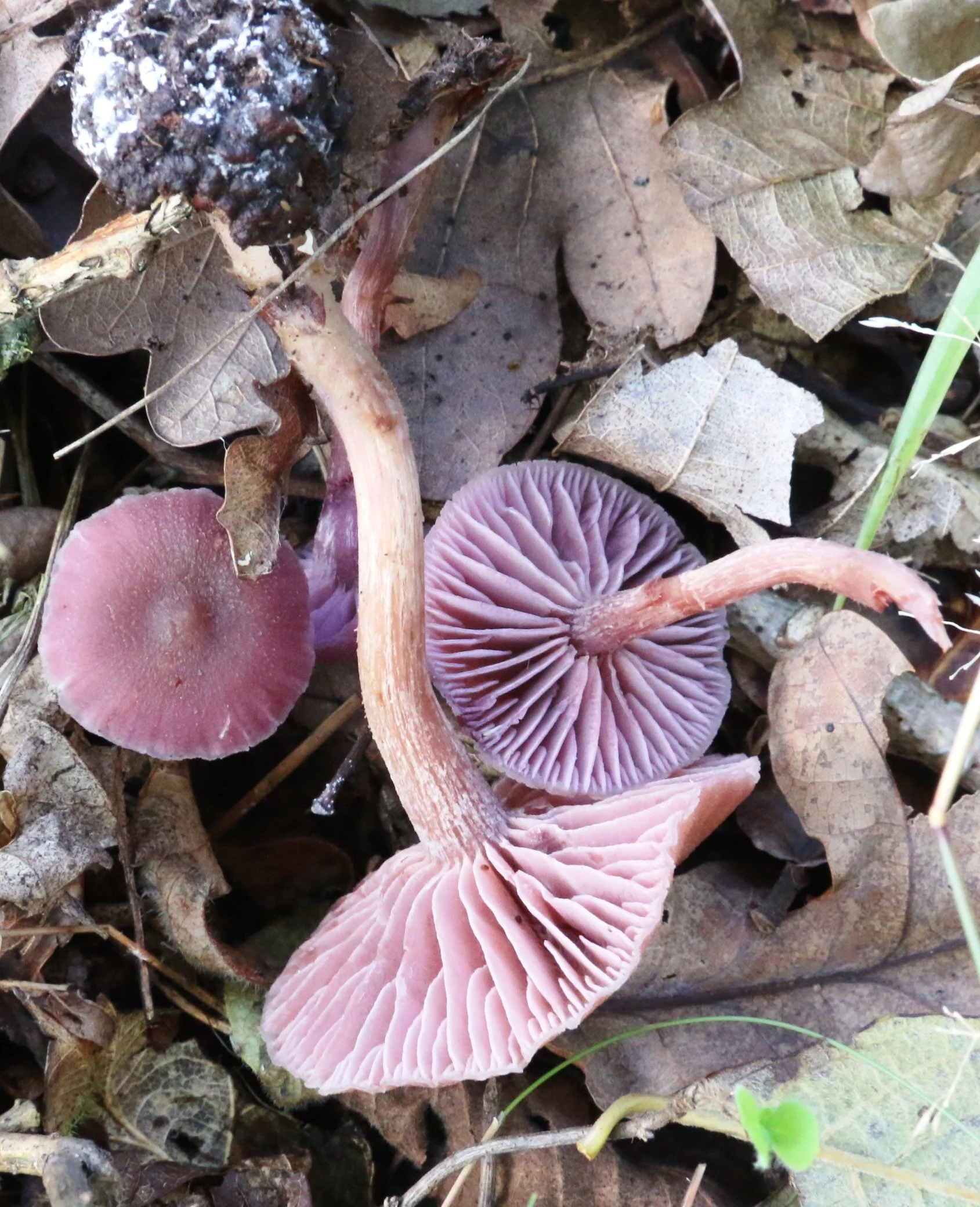 Laccaria amethystina Amethyst deceiver.JPG