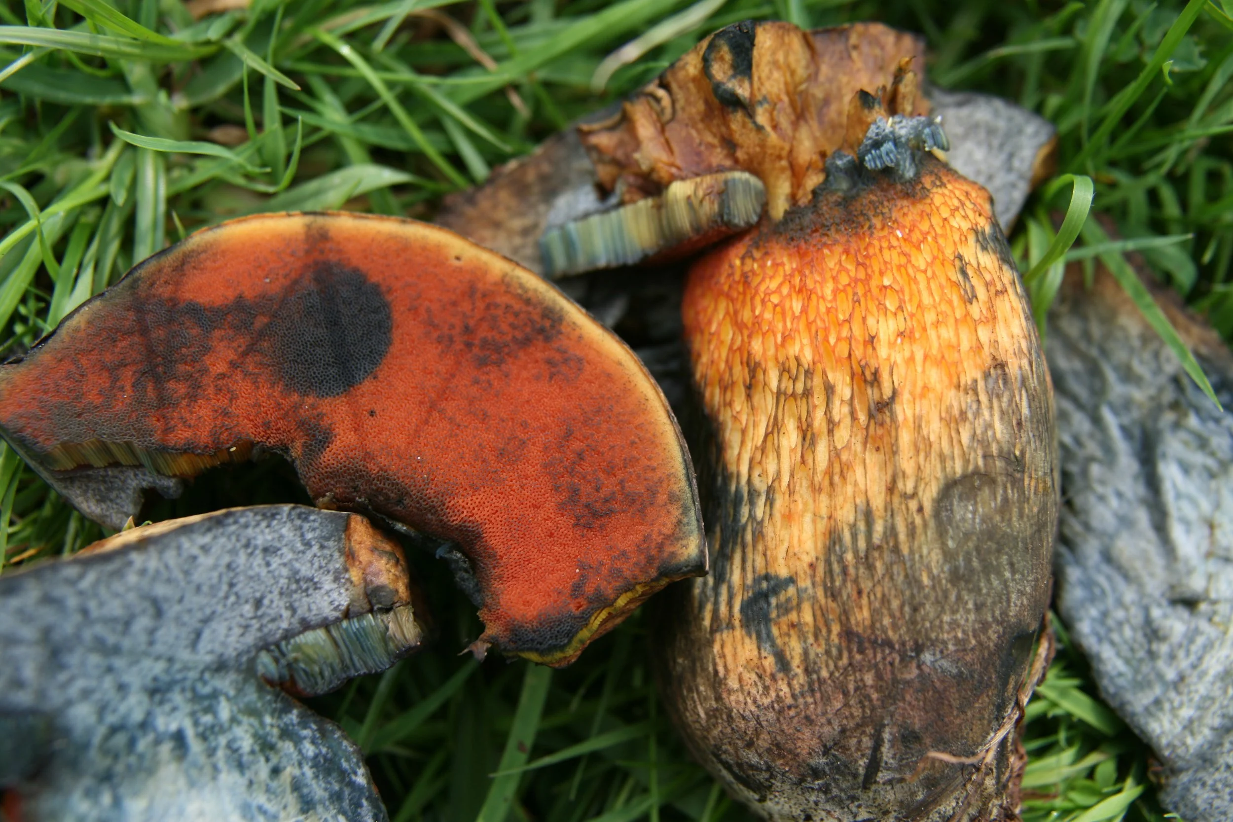 Boletus luridus 26-8-15 Dean Farm Fitzhead in pasture nr birch  (15).JPG