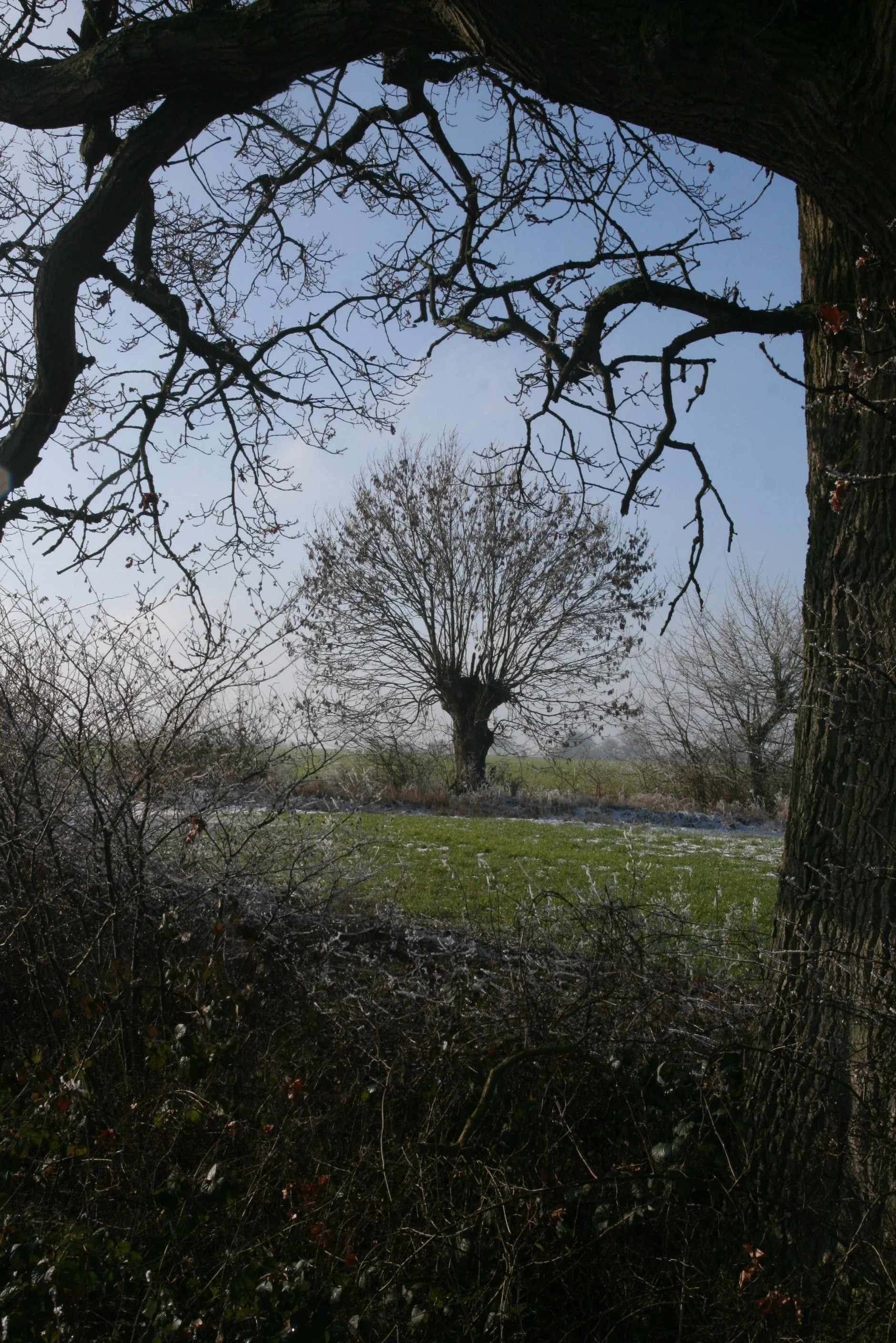 Farm landscape  (8).JPG