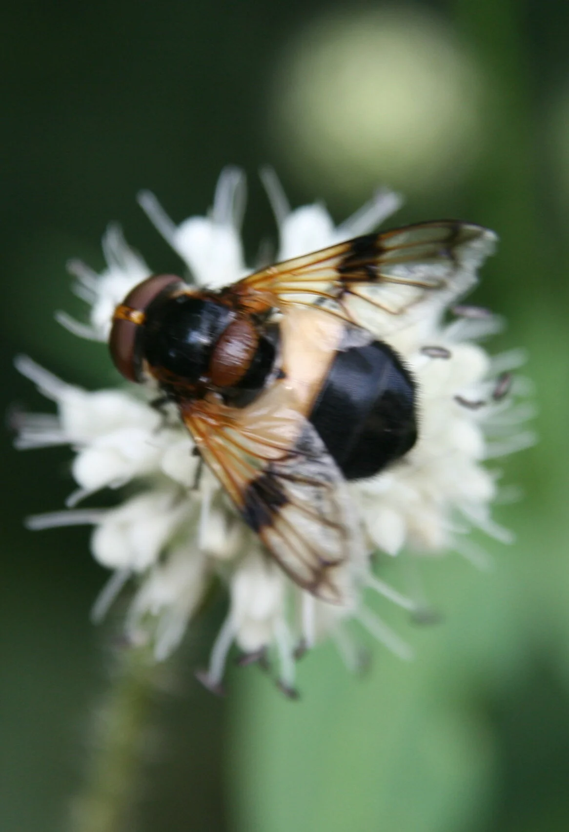 Hoverflies 