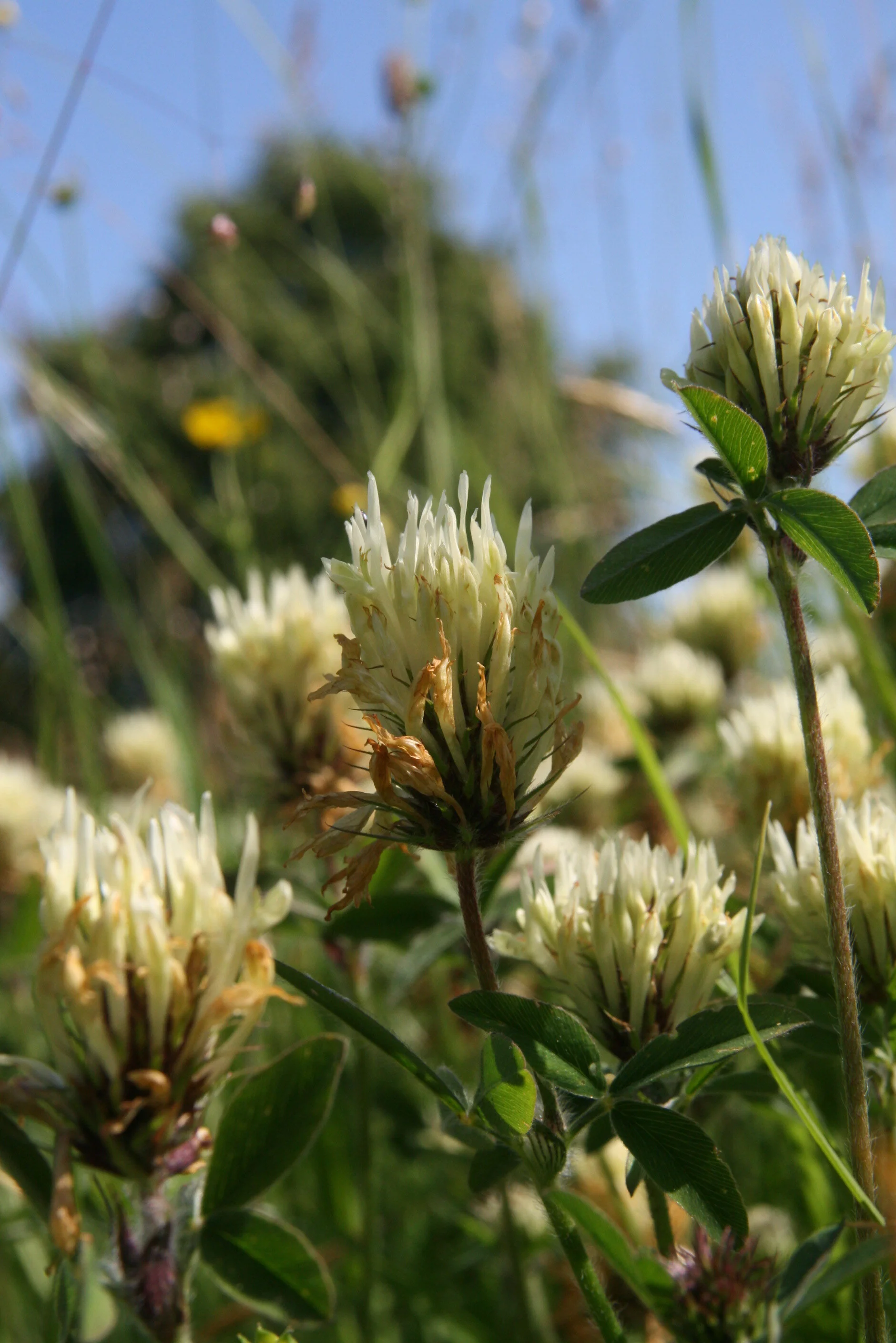 Sulphur clover  22-6-14 (2).JPG