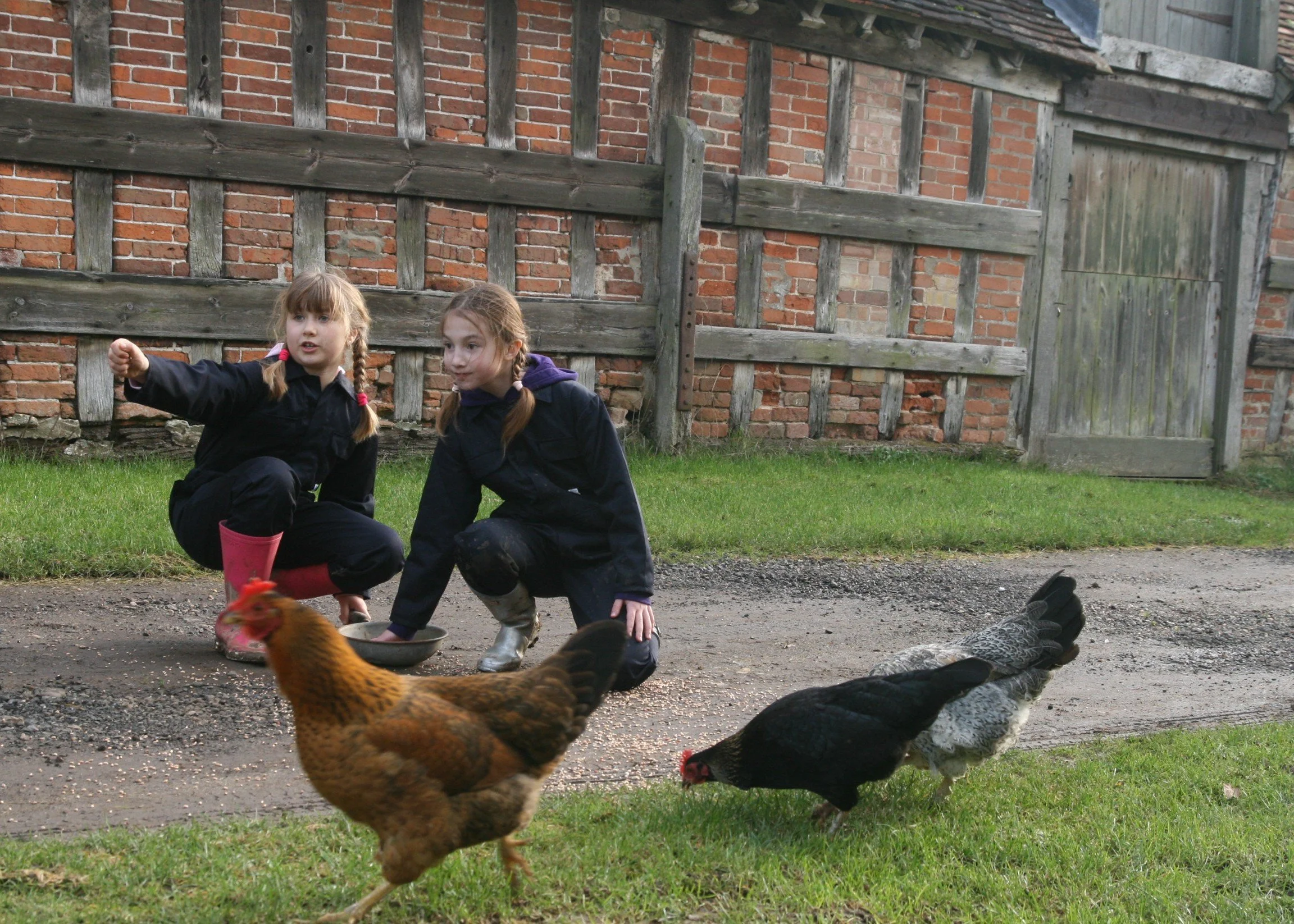 Feeding the chickens