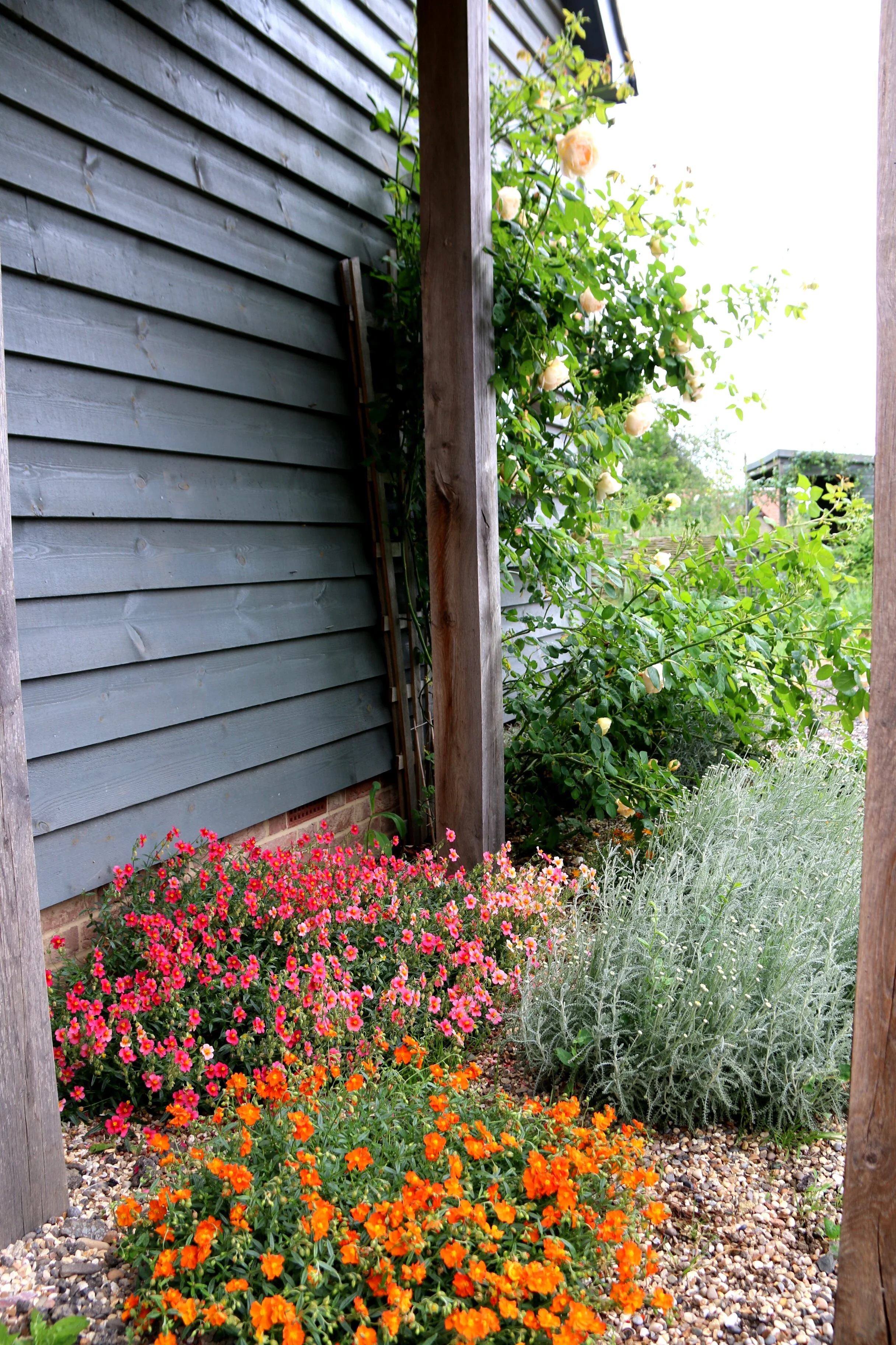 Rockroses in June 2019  (1).JPG