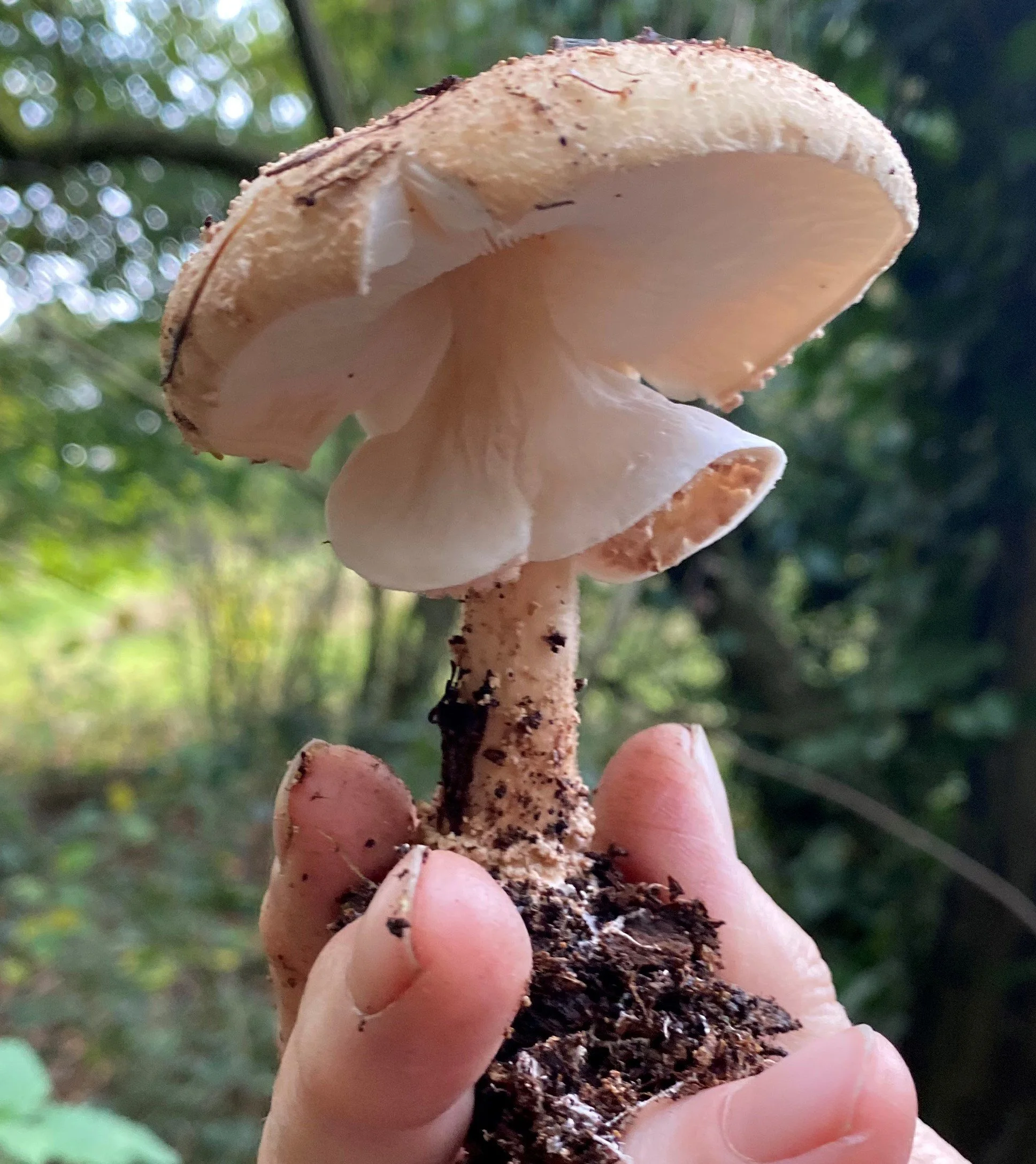 Echinoderma aspermum (8).JPG