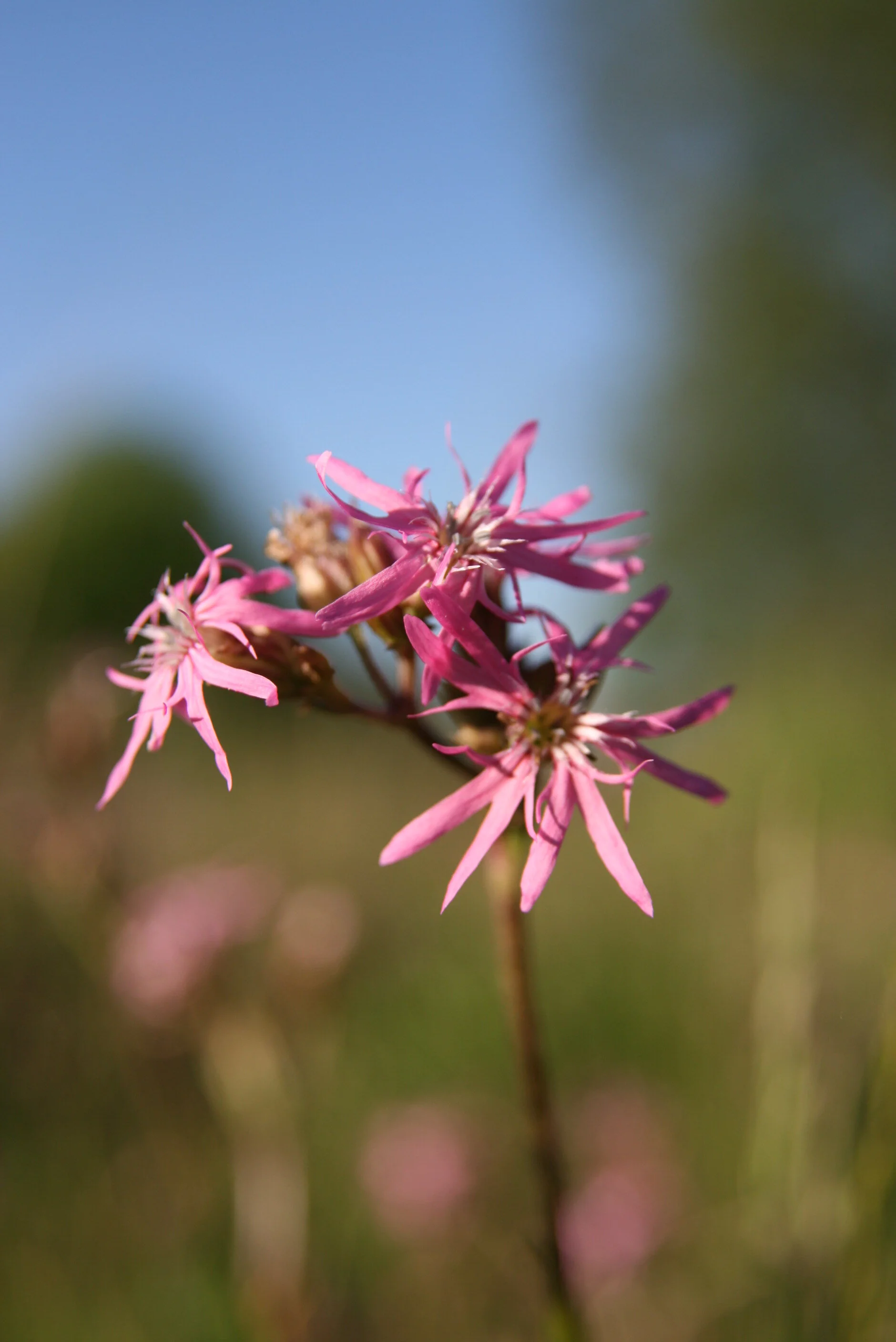Ragged robin 3-6-10 1.JPG